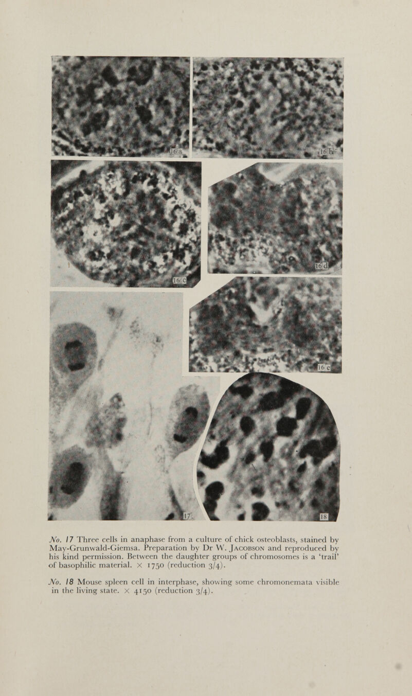 No. 17 Three cells in anaphase from a culture of chick osteoblasts, stained by May-Grunwald-Giemsa. Preparation by Dr W. Jacobson and reproduced by his kind permission. Between the daughter groups of chromosomes is a 'trail' of basophilic material. X 1750 (reduction 3/4). JVo. 18 Mouse spleen cell in interphase, showing some chromonemata visible in the living state. X 4150 (reduction 3/4). #