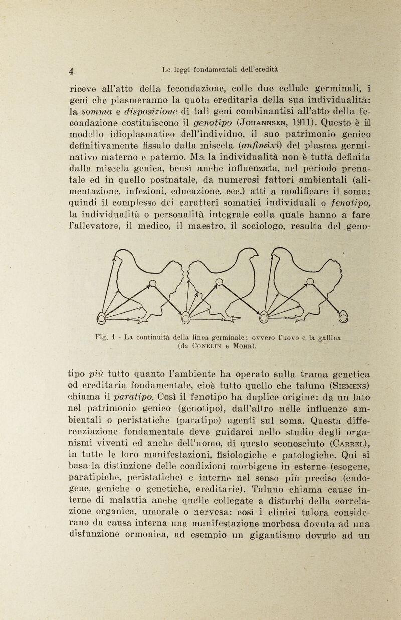 riceve all'atto della fecondazione, colle due cellule germinali, i geni che plasmeranno la quota ereditaria della sua individualità: la somma e disposizione di tali geni combinantisi all'atto della fe condazione costituiscono il genotipo (Johannsen, 1911). Questo è ili modello idioplasmatico dell'individuo, il suo patrimonio- genico definitivamente fissato dalla miscela ( anfimixi ) del plasma germi nativo materno e paterno. Ma la individualità non è tutta definita dalla miscela genica, bensì anche influenzata, nel periodo prena tale ed in quello postnatale, da numerosi fattori ambientali (ali mentazione, infezioni, educazione, ecc.) atti a modificare il soma; quindi il complesso dei caratteri somatici individuali o fenotipo, la, individualità o personalità integrale colla quale hanno a fare l'allevatore, il medico, il maestro, il sociologo, resulta del geno- Fig. 1 - La continuità della linea germinale ; ovvero l'uovo e la gallina (da Conklin e Möhr). tipo più tutto quanto l'ambiente ha operato sulla trama genetica od ereditaria fondamentale, cioè tutto quello che taluno ( Siemens) chiama il paratipo. Così il fenotipo ha duplice origine: da un lato nel patrimonio genico (genotipo), dall'altro nelle influenze am bientali o peri statiche (paratipo) agenti sul soma. Questa diffe renziazione fondamentale deve guidarci nello studio degli orga nismi viventi ed anche dell'uomo, di questo sconosciuto ( Carrel), in tutte le loro manifestazioni, fisiologiche e patologiche. Qui si basa la distinzione delle condizioni morbigene in esterne (esogene, paratipiche, peristatiche) e interne nel senso più preciso (endo gene, geniche o genetiche, ereditarie). Taluno chiama cause in terne di malattia anche quelle collegate a disturbi della correla zione organica, umorale o nervosa: così i clinici talora conside rano da causa interna una manifestazione morbosa dovuta ad una disfunzione ormonica, ad esempio un gigantismo dovuto ad un