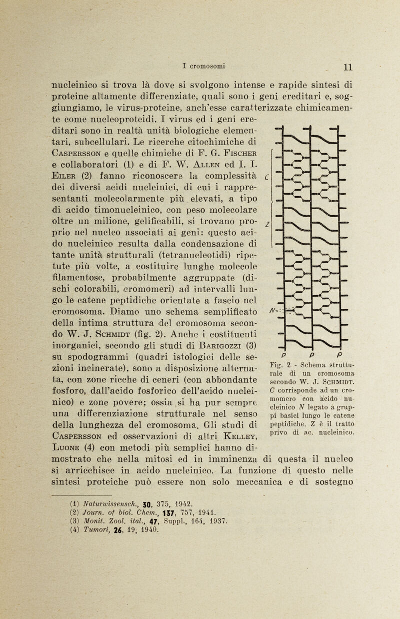 nucleínico si trova là dove si svolgono intense e rapide sintesi di proteine altamente differenziate, quali sono i geni ereditari e, sog giungiamo, le virus-proteine, anch'esse caratterizzate chimicamen te come nucleoproteidi. I virus ed i geni ere ditari sono in realtà unità biologiche elemen tari, subcellulari. Le ricerche citochimiche di Caspersson e quelle chimiche di F. Gr. Fischer e collaboratori (1) e di F. W. Allen ed I. I. Eiler (2) fanno riconoscere la complessità dei diversi acidi nucleinici, di cui i rappre sentanti molecolarmente più elevati, a tipo di acido timonucleinico, con peso molecolare oltre un milione, gelificabili, si trovano pro prio nel nucleo associati ai geni: questo aci do nucleinico resulta dalla condensazione di tante unità strutturali (tetranucleotidi) ripe tute più volte, a costituire lunghe molecole filamentose, probabilmente aggruppate (di schi colorabili, cromomeri) ad intervalli lun go le catene peptidiche orientate a fascio nel cromosoma. Diamo uno schema semplificato della intima struttura del cromosoma secon do W. J. Schmidt (fig. 2). Anche i costituenti inorganici, secondo gli studi di Barigozzi (3) su spodogrammi (quadri istologici delle se zioni incinerate), sono a disposizione alterna ta, con zone ricche di ceneri (con abbondante fosforo, dall'acido fosforico dell'acido nuclei nico) e zone povere; ossia si ha pur sempre una differenziazione strutturale nel senso della lunghezza del cromosoma. Gli studi di Caspersson ed osservazioni di altri Kelley, Luone (4) con metodi più semplici hanno di mostrato che nella mitosi ed in imminenza di questa il nucleo si arricchisce in acido nucleinico. La funzione di questo nelle sintesi proteiche può essere non solo meccanica e di sostegno P p P Fig-. 2 - Schema struttu rale di un cromosoma secondo W. J. Schmidt. C corrisponde ad un cro momero con acido nu cleinico N legato a grup pi basici lungo le catene peptidiche. Z è il tratto privo di ac. nucleinico. (1) Naturwissensch., 30, 375, 1942. (2) Journ. of biol. Chem., 137, 757, 1941. (3) Monit. Zool. ital., 47, Suppl., 164, 1937. (4) Tumori, 26, 19, 1940.