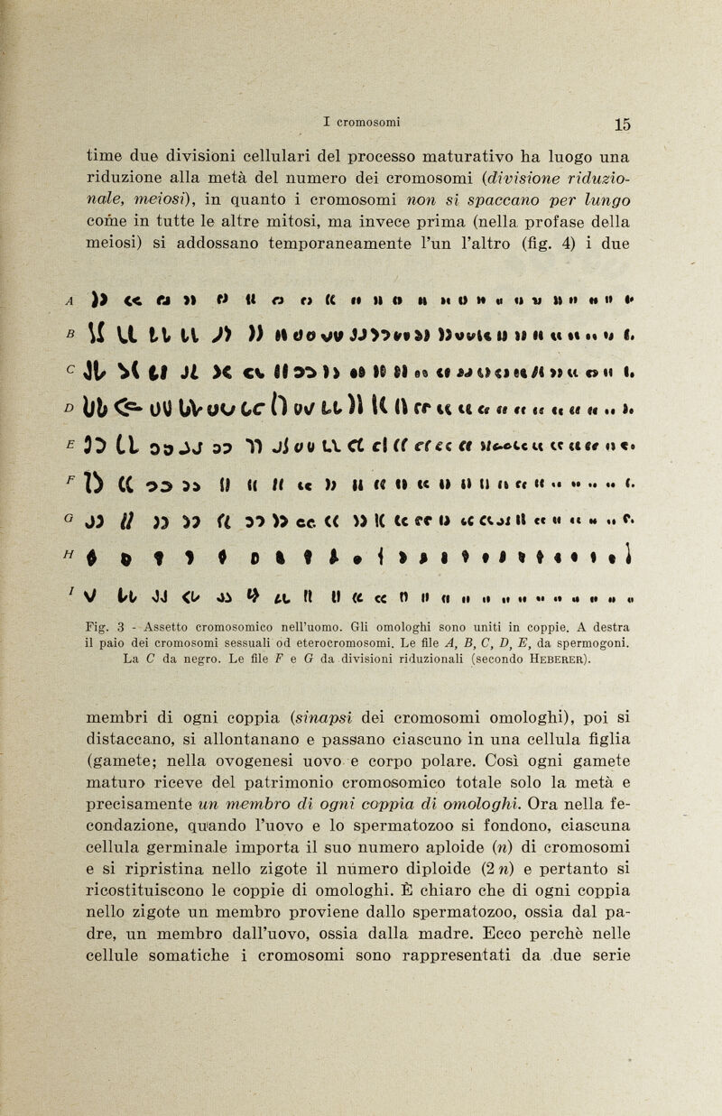 time due divisioni cellulari del processo maturativo ha luogo una riduzione alla metà del numero dei cromosomi ( divisione riduzio- natle, meiosi), in quanto i cromosomi non si spaccano per lungo come in tutte le altre mitosi, ma invece prima (nella, profase della meiosi) si addossano temporaneamente l'un l'altro (flg. 4) i due )> « M » O ft O ti U it II O II »« O M m il V II H H I* I« M Vi ti ti J) )) ))WUM )i IIUtliiK (. Jt- ti J¿ X ev £$ so $* «d ti li s® te m o ss e« H >» m » »i t* Üb Cr» ütí UV yo Cr t) p*f li )\ Il il et « « « « « «« «« «« » .« >> 33 Ct OD 07 T) JÌ 0 0 U. Ct cl if e(èi €t n«*o cc« cc «er li (C Í* ÎI « /t ic ì) il fi »» « » i» U a ft fi 3? » cc « » K te ?c o «c aji a et » «< h c. # ^ 9 1 0 i tt U i ) i I t iHIk i il V i/i/ OJ <u ^ ¿t ti u (c c< o o o ti ti ti ti «• •• u « m « Fig. 3 - Assetto cromosomico nell'uomo. Gli omologhi sono uniti in coppie. A destra il paio dei cromosomi sessuali od eterocromosomi. Le file A, B, C, D y E, da spermogoni. La C da negro. Le file F e G da divisioni riduzionali (secondo Heberer). membri di ogni coppia ( sinapsi dei cromosomi omologhi), poi si distaccano, si allontanano e passano ciascuno in una cellula figlia (gamete; nella ovogenesi uovo e corpo polare. Così ogni gamete maturo riceve del patrimonio cromosomico totale solo la metà e precisamente un membro di ogni coppia di omologhi. Ora nella fe condazione, quando l'uovo e lo spermatozoo si fondono, ciascuna cellula germinale importa il suo numero aploide (n) di cromosomi e si ripristina nello zigote il numero diploide (2 n) e pertanto si ricostituiscono le coppie di omologhi. È chiaro che di ogni coppia nello zigote un membro proviene dallo spermatozoo, ossia dal pa dre, un membro dall'uovo, ossia dalla madre. Ecco perchè nelle cellule somatiche i cromosomi sono rappresentati da due serie