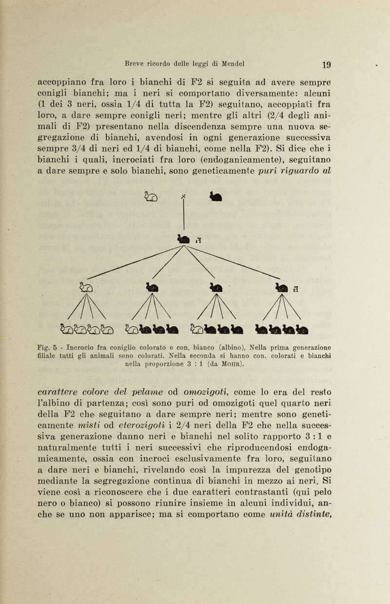 accoppiano fra loro i bianchi di F2 si seguita ad avere sempre conigli bianchi; ma i neri si comportano diversamente: alcuni (1 dei 3 neri, ossia 1/4 di tutta la F2) seguitano, accoppiati fra loro, a dare sempre conigli neri; mentre gli altri (2/4 degli ani mali di F2) presentano nella discendenza sempre una nuova se gregazione di bianchi, avendosi in ogni generazione successiva sempre 3/4 di neri ed 1/4 di bianchi, come nella F2). Si dice che i bianchi i quali, incrociati fra loro (endoganicamente), seguitano a dare sempre e solo bianchi, sono geneticamente puri riguardo al Statola Sfatato Fig. 5 - Incrocio fra coniglio colorato e con. bianco (albino). Nella prima generazione fdiale tutti gli animali sono colorati. Nella seconda si hanno con. colorati e bianchi nella proporzione 3 : 1 (da M oiir ). carattere colore del pelame od omozigoti, come lo era del resto l'albino di partenza; così sono puri od omozigoti quel quarto neri della F2 che seguitano a dare sempre neri; mentre sono geneti camente misti od eterozigoti i 2/4 neri della F2 che nella succes siva generazione danno neri e bianchi nel solito rapporto 3 :1 e naturalmente tutti i neri successivi che riproducendosi endoga micamente, ossia con incroci esclusivamente fra loro, seguitano a dare neri e bianchi, rivelando così la impurezza del genotipo mediante la segregazione continua di bianchi in mezzo ai neri. Si viene così a riconoscere che i due caratteri contrastanti (qui pelo nero o bianco) si possono riunire insieme in alcuni individui, an che se uno non apparisce; ma si comportano come unità distinte,