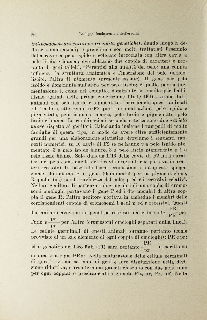 indipendenza dei caratteri od unità genetiche), dando luogo a de finite combinazioni; e prendiamo con molti trattatisti l'esempio della cavia a pelo ispido e colorato incrociata con altra cavia a pelo liscio e bianco; ove abbiamo due coppie di caratteri e per tanto di geni (alleli), riferentisi alla qualità'del pelo: una coppia influenza la struttura anatomica e l'inserzione del pelo (ispido- liscio), l'altra il pigmento (presente-assente). Il gene per pelo ispido è dominante sull'altro per pelo liscio; e quello per la pig mentazione è, come nel coniglio, dominante su quello per l'albi nismo. Quindi nella, prima generazione filiale (FI) avremo tutti animali con pelo ispido e pigmentato. Incrociando questi animali FI fra loro, otterremo in F2 quattro combinazioni: pelo ispido e pigmentato, pelo ispido e bianco, pelo liscio e pigmentato, pelo liscio e bianco. Le combinazioni seconda e terza sono due varietà nuove rispetto ai genitori. Calcolando insieme i rampolli di molte famiglie di questo tipo, in modo da avere cifre sufficientemente grandi per una elaborazione statistica, 'troviamo i seguenti rap porti numerici: su 16 cavie di F2 se ne hanno 9 a pelo ispido pig mentato, 3 a pelo ispido bianco, 3 a pelo liscio pigmentato eia pelo liscio bianco. Solo dunque 1/16 delle cavie di F2 ha i carat teri del pelo come quella delle cavie originali che portava i carat teri recessivi. In base alla teoria cromcsima si dà questa spiega zione: chiamiamo P il gene (dominante) per la pigmentazione, R quello (id.) per la ruvidezza del pelo; p ed r i recessivi relativi. Nell'un genitore di partenza i due membri di una copia di cromo somi omologhi portavano il gene P ed i due membri di altra cop pia il gene R; l'altro genitore portava in ambedue i membri delle corrispondenti coppie di cromosomi i geni p ed r recessivi. Questi PR due animali avevano un genotipo espresso dalle formule P er pr l'uno e per l'altro (cromosomi omologhi separati dalla linea). pr Le cellule germinali di questi animali saranno pertanto (come provviste di un solo elemento di ogni coppia di omologhi) : PR e pr; PR ed il genotipo dei loro figli (FI) sarà pertanto — o, scritto su pr di una sola riga, PRpr. Nella maturazione delle cellule germinali di questi avremo scambio di geni e loro disgiunzione nella divi sione riduttiva; e resulteranno gameti ciascuno con due geni (uno per ogni coppia) e precisamente i gameti PR, pr, Pr, pR. Nella