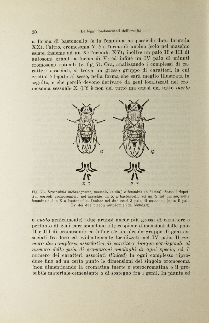 a forma di bastoncello (e la femmina ne possiede due: formula XX), l'altro, cromosoma Y, è a forma di uncino (solo nel maschio esiste, insieme ad un X: formula XY); inoltre'un paio II e III di autosomi grandi a forma di V; ed infine un IV paio di minuti cromosomi rotondi (v. fig. 7). Ora, analizzando i complessi di ca ratteri associati, si trova un grosso gruppo di caratteri, la cui eredità è legata al sesso, nella forma che sarà meglio illustrata in seguito, e che perciò devono derivare da geni localizzati nel cro mosoma sessuale X (l'Y è non del tutto ma quasi del tutto inerte JJ.ÏL /r X Y x x Fig. 7 - Drosophila melanogaster, maschio (a sin.) e femmina (a destra). Sotto i rispet tivi corredi cromosomici : nel maschio un X a bastoncello ed un Y ad uncino, nella femmina i due X a bastoncello. Inoltre nei due sessi 3 paia di autosomi (nota il paio IV dei due piccoli autosomi) (da Morgan). o vuoto genicamente) ; due gruppi ancor più grossi di carattere e pertanto di geni corrispondono alle cospicue dimensioni delle paia II e III di cromosomi; ed infine c'è un piccolo gruppo di geni as sociati fra loro ed evidentemente localizzati nel IV paio. Il nu mero dei complessi associativi di caratteri dunque corrisponde al numero delle paia di cromosomi omologhi di ogni specie; ed il numero dei caratteri associati ( linked ) in ogni complesso ripro duce fino ad un certo punto le dimensioni del singolo cromosoma (non dimenticando la cromatina inerte o eterocromatina e il pro babile materiale^cementante o di sostegno fra i geni). In piante ed