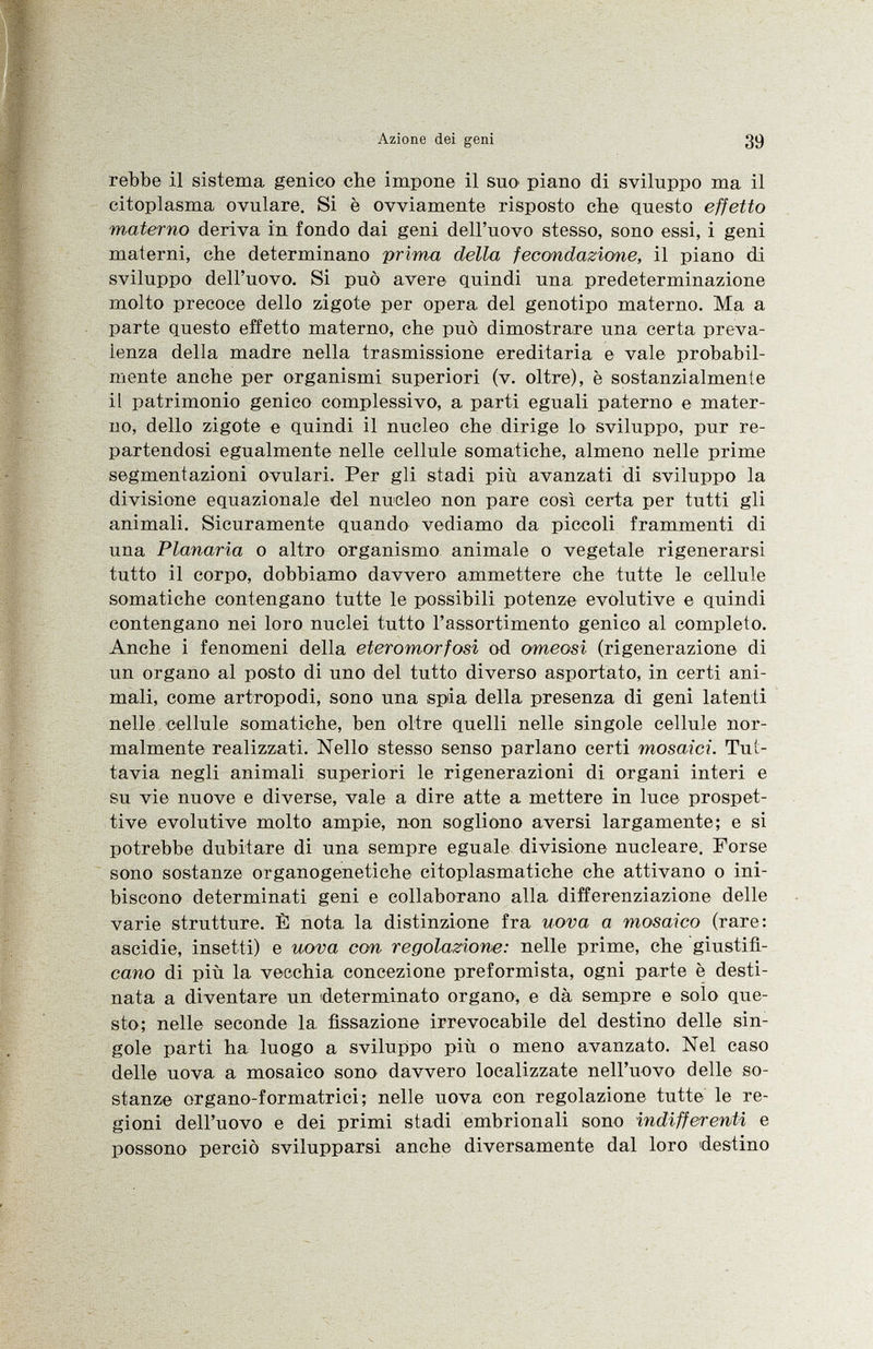 rebbe il sistema genico che impone il suo piano di sviluppo ma il citoplasma ovulare. Si è ovviamente risposto che questo effetto materno deriva in fondo dai geni dell'uovo stesso, sono essi, i geni materni, che determinano prima della fecondazione, il piano di sviluppo dell'uovo. Si può avere quindi una predeterminazione molto precoce dello zigote per opera del genotipo materno. Ma a parte questo effetto materno, che può dimostrare una certa preva lenza della madre nella trasmissione ereditaria e vale probabil mente anche per organismi superiori (v. oltre), è sostanzialmente il patrimonio genico complessivo, a parti eguali paterno e mater no, dello zigote e quindi il nucleo che dirige lo sviluppo, pur re partendosi egualmente nelle cellule somatiche, almeno nelle prime segmentazioni ovulari. Per gli stadi più avanzati di sviluppo la divisione equazionale del nucleo non pare così certa per tutti gli animali. Sicuramente quando vediamo da piccoli frammenti di una Planaria o altro organismo animale o vegetale rigenerarsi tutto il corpo, dobbiamo davvero ammettere che tutte le cellule somatiche contengano tutte le possibili potenze evolutive e quindi contengano nei loro nuclei tutto l'assortimento genico al completo. Anche i fenomeni della eteromorfosi od omeosi (rigenerazione di un organo al posto di uno del tutto diverso asportato, in certi ani mali, come artropodi, sono una spia della presenza di geni latenti nelle cellule somatiche, ben oltre quelli nelle singole cellule nor malmente realizzati. Nello stesso senso parlano certi mosaici. Tut tavia negli animali superiori le rigenerazioni di organi interi e su vie nuove e diverse, vale a dire atte a mettere in luce prospet tive evolutive molto ampie, non sogliono aversi largamente; e si potrebbe dubitare di una sempre eguale divisione nucleare. Forse sono sostanze organogenetiche citoplasmatiche che attivano o ini biscono determinati geni e collaborano alla differenziazione delle varie strutture. È nota, la distinzione fra uova a mosaico (rare: ascidie, insetti) e uova con regolazione: nelle prime, che giustifi camo di più la vecchia concezione preformista, ogni parte è desti nata a diventare un determinato organo, e dà sempre e solo que sto; nelle seconde la fissazione irrevocabile del destino delle sin gole parti ha luogo a sviluppo più o meno avanzato. Nel caso delle uova a mosaico sono davvero localizzate nell'uovo delle so stanze organo-formatrici; nelle uova con regolazione tutte le re gioni dell'uovo e dei primi stadi embrionali sono indifferenti e possono perciò svilupparsi anche diversamente dal loro destino