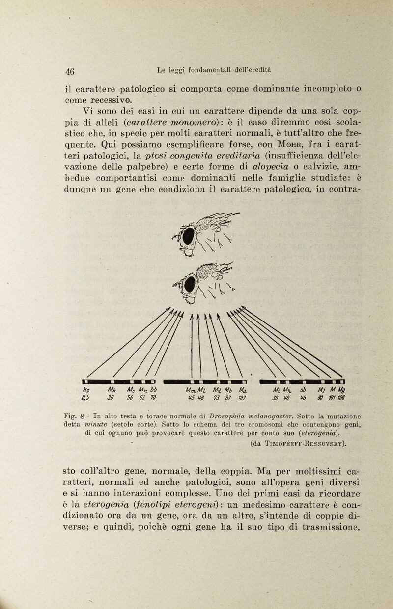 il carattere patologico si comporta come dominante incompleto o come recessivo. Vi sono dei casi in cui un carattere dipende da una sola cop pia di alleli ( carattere monomero) : è il caso diremmo così scola stico che, in specie per molti caratteri normali, è tutt'altro che fre quente. Qui possiamo esemplificare forse, con Möhr , fra i carat teri patologici, la ptosi congenita ereditaria (insufficienza dell'ele vazione delle palpebre) e certe forme di alopecia o calvizie, am bedue comportantisi come dominanti nelle famiglie studiate: è dunque un gene che condiziona il carattere patologico, in contra- D ,b 3.6 56 6Z 70 V5 116 73 87 107 30 fO «¡5 90 101 106 Fig. S - In alto testa e torace normale di Drosophila melanogaster. Sotto la mutazione detta minute (setole corte). Sotto lo schema dei tre cromosomi che contengono geni, di cui ognuno può provocare questo carattere per conto suo ( eterogenia). (da Timoféeff-Ressovsky). sto coll'altro gene, normale, della coppia. Ma per moltissimi ca ratteri, normali ed anche patologici, sono all'opera geni diversi e si hanno interazioni complesse. Uno dei primi casi da ricordare è la eterogenia (fenotipi eterogeni) : un medesimo carattere è con dizionato ora da un gene, ora da un altro, s'intende di coppie di verse; e quindi, poiché ogni gene ha il suo tipo di trasmissione,