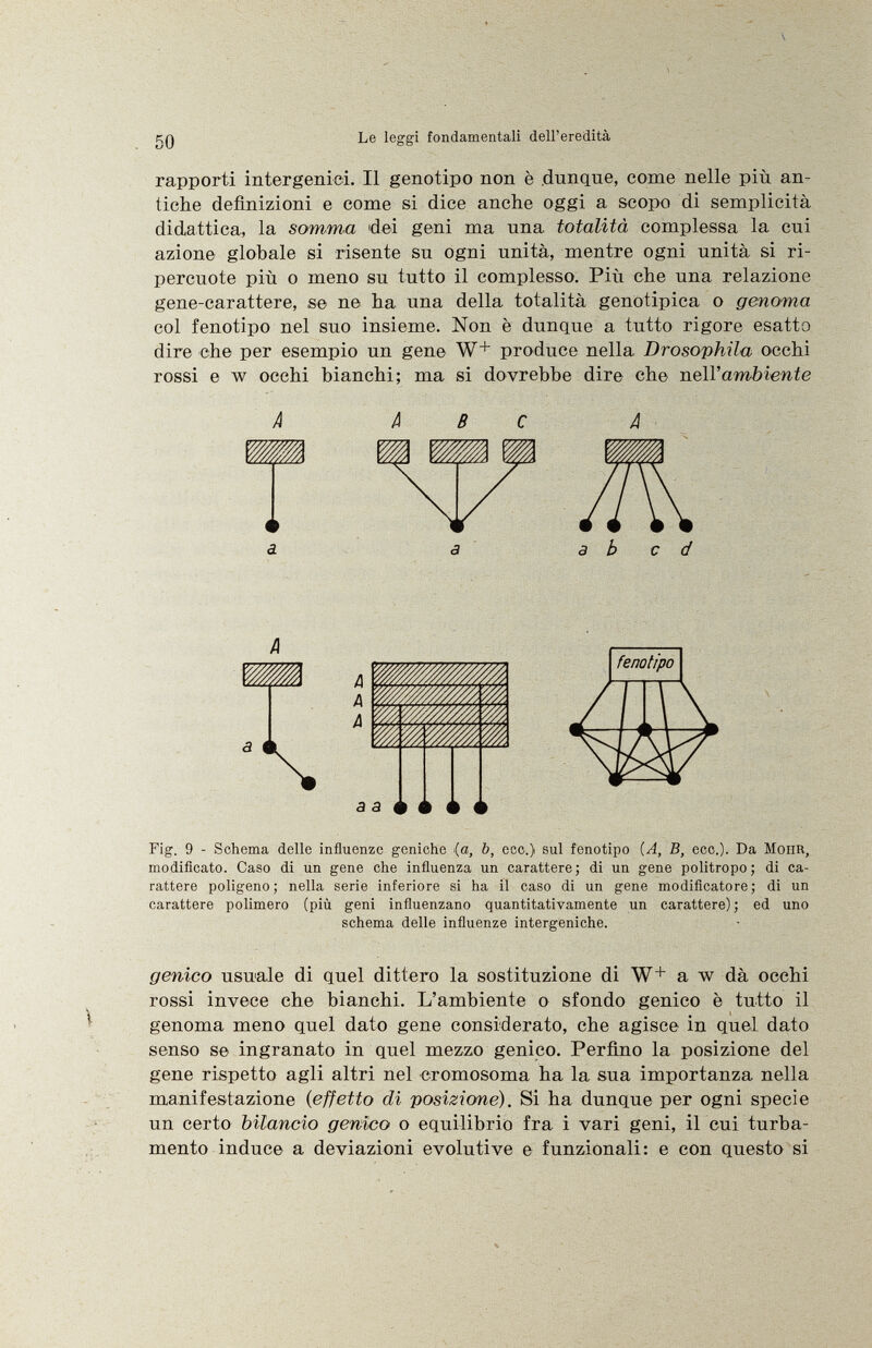 ì 50 Le leggi fondamentali dell'eredità rapporti intergenici. Il genotipo non è .dunque, come nelle più an tiche definizioni e come si dice anche oggi a scopo di semplicità didattica, la somma dei geni ma una totalità complessa la cui azione globale si risente su ogni unità, mentre ogni unità si ri percuote più o meno su tutto il complesso. Più che una relazione gene-carattere, se ne ha una della totalità genotipica o genoma col fenotipo nel suo insieme. Non è dunque a tutto rigore esatto dire che per esempio un gene W + produce nella Drosophila occhi rossi e w occhi bianchi; ma si dovrebbe dire che nell'ambiente A B b ed \ a Fig. 9 - Schema delle influenze geniche (a, b, ecc.) sul fenotipo (A, B, ecc.). Da Möhr, modificato. Caso di un gene che influenza un carattere ; di un gene politropo ; di ca rattere poligeno; nella serie inferiore si ha il caso di un gene modifìcatore ; di un carattere polimero (più geni influenzano quantitativamente un carattere); ed uno schema delle influenze intergeniche. genico usuale di quel dittero la sostituzione di W+ a w dà occhi rossi invece che bianchi. L'ambiente o sfondo genico è tutto il genoma meno quel dato gene considerato, che agisce in quel dato senso se ingranato in quel mezzo genico. Perfino la posizione del gene rispetto agli altri nel cromosoma ha la sua importanza nella manifestazione ( effetto di posizione). Si ha dunque per ogni specie un certo bilancio genico o equilibrio fra i vari geni, il cui turba mento induce a deviazioni evolutive e funzionali: e con questo si