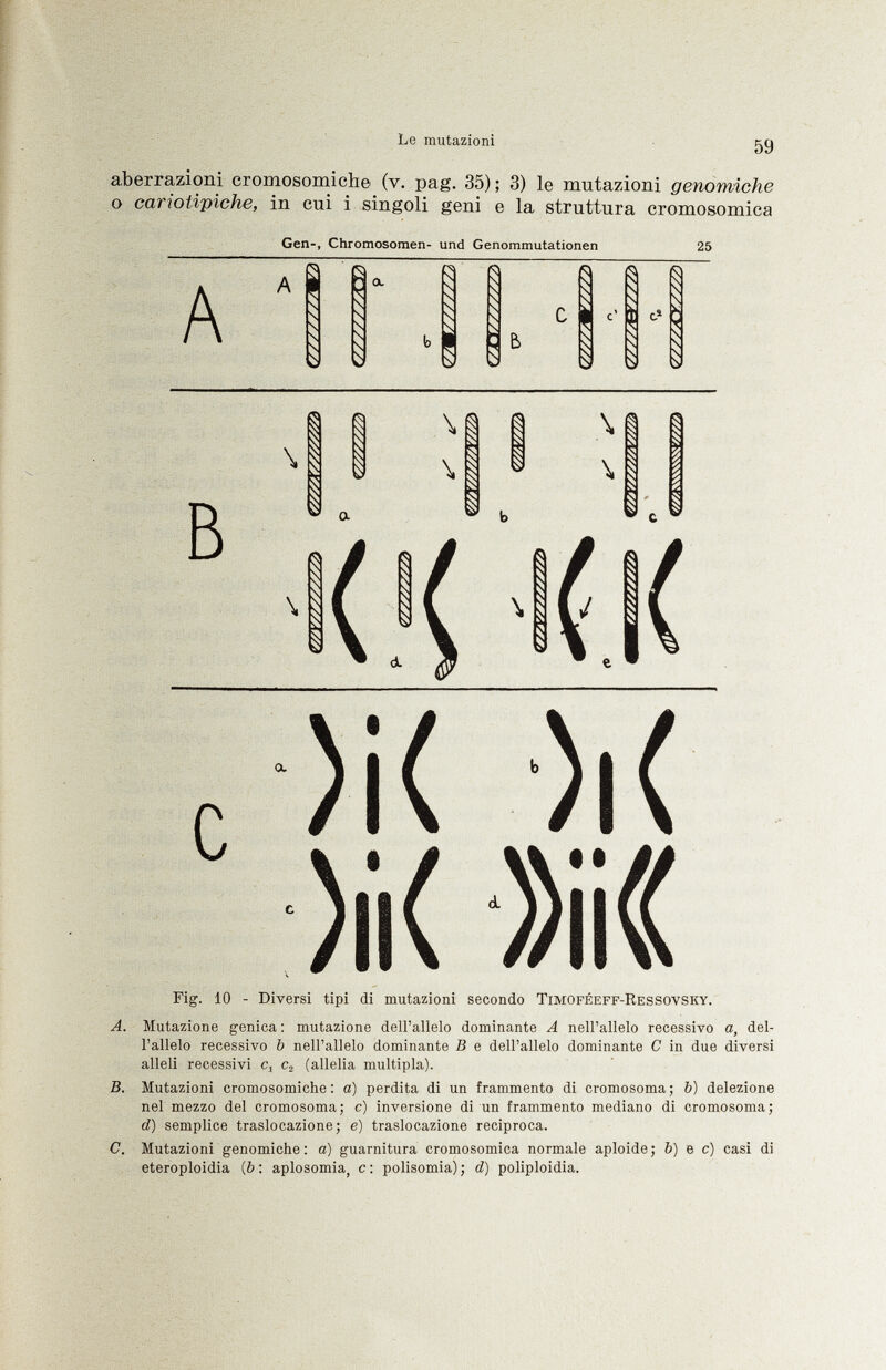 aberrazioni cromosomiche (v. pag. 35) ; 3) le mutazioni genomiche o cariotipiche, in cui i singoli geni e la struttura cromosomica Gen-, Chromosomen- und Genommutationen 25 A s & \ i \ \ s \ B a C Fig. 10 - Diversi tipi di mutazioni secondo Timoféeff-Ressovsky. A. Mutazione genica : mutazione dell'allelo dominante A nell'allelo recessivo a, del- l'allelo recessivo b nell'allelo dominante B e dell'allelo dominante C in due diversi alleli recessivi c 1 c 2 (allelia multipla). B. Mutazioni cromosomiche: a) perdita di un frammento di cromosoma; b) delezione nel mezzo del cromosoma; c) inversione di un frammento mediano di cromosoma; d) semplice traslocazione; e) traslocazione reciproca. C. Mutazioni genomiche: a) guarnitura cromosomica normale aploide; b) e c) casi di eteroploidia (& : aplosomia, c: polisomia); d) poliploidia.