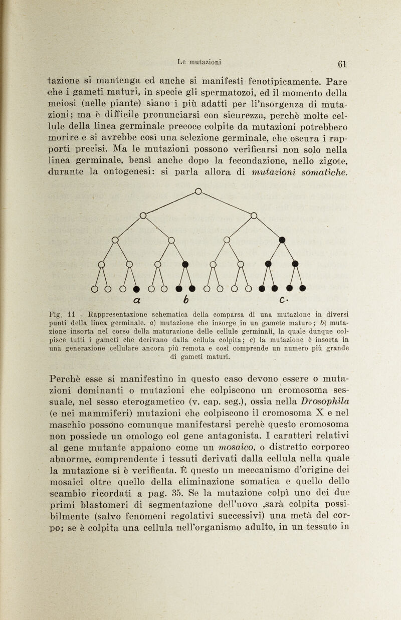 tazione si mantenga ed anche si manifesti fenotipicamente. Pare che i gameti maturi, in specie gli spermatozoi, ed il momento della meiosi (nelle piante) siano i più adatti per li'nsorgenza di muta zioni; ma è difficile pronunciarsi con sicurezza, perchè molte cel lule della linea germinale precoce colpite da mutazioni potrebbero morire e si avrebbe così una selezione germinale, che oscura i rap porti precisi. Ma le mutazioni possono verificarsi non solo nella linea germinale, bensì anche dopo la fecondazione, nello zigote, durante la ontogenesi: si parla allora di mutazioni somatiche. ab c- Tig. 11 - Rappresentazione schematica della comparsa di una mutazione in diversi punti della linea germinale, a) mutazione che insorge in un gamete maturo; b ) muta zione insorta nel corso della maturazione delle cellule germinali, la quale dunque col pisce tutti i gameti che derivano dalla cellula colpita; c) la mutazione è insorta in una generazione cellulare ancora più remota e così comprende un numero più grande di gameti maturi. Perchè esse si manifestino in questo caso devono essere o muta zioni dominanti o mutazioni che colpiscono un cromosoma ses suale, nel sesso eterogametico (v. cap. seg.), ossia nella Drosophila (e nei mammiferi) mutazioni che colpiscono il cromosoma X e nel maschio possono comunque manifestarsi perchè questo cromosoma non possiede un omologo col gene antagonista. I caratteri relativi al gene mutante appaiono come un mosaico, o distretto corporeo abnorme, comprendente i tessuti derivati dalla cellula nella quale la mutazione si è verificata. È questo un meccanismo d'origine dei mosaici oltre quello della eliminazione somatica e quello dello scambio ricordati a pag. 35. Se la mutazione colpì uno dei due primi blastomeri di segmentazione dell'uovo ,sarà colpita possi bilmente (salvo fenomeni regolativi successivi) una metà del cor po; se è colpita una cellula nell'organismo adulto, in un tessuto in