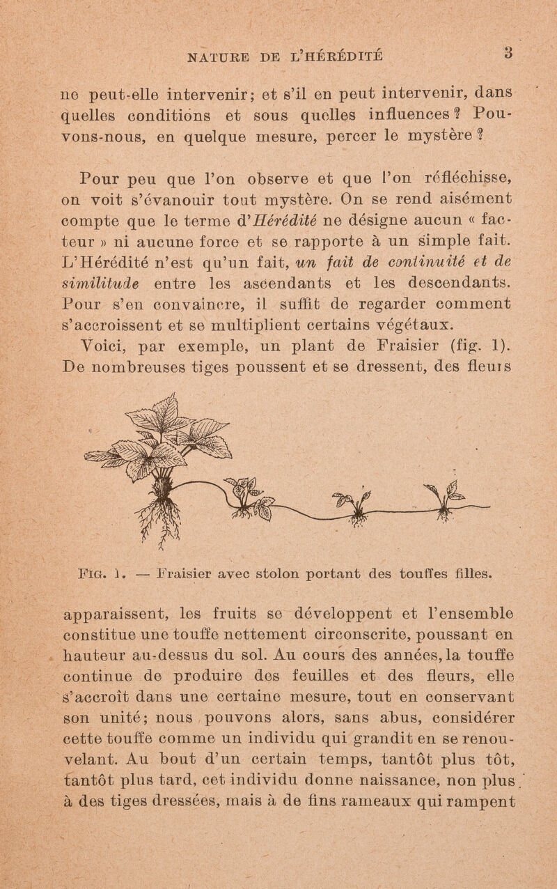 NATURE DE L'HÉRÉDITÉ 3 ne peut-elle intervenir; et s'il en peut intervenir, dans quelles conditions et sous quelles influences? Pou¬ vons-nous, en quelque mesure, percer le mystère ? Pour peu que l'on observe et que l'on réfléchisse, on voit s'évanouir tout mystère. On se rend aisément compte que le terme ^'Hérédité ne désigne aucun « fac¬ teur » ni aucune force et se rapporte à un simple fait. L'Hérédité n'est qu'un fait, un fait de continuité et de similitude entre les ascendants et les descendants. Pour s'en convaincre, il suffit de regarder comment s'accroissent et se multiplient certains végétaux. Voici, par exemple, un plant de Fraisier (fig. 1). De nombreuses tiges poussent et se dressent, des fleuis Рю. 1. — Fraisier avec stolon portant des touffes filles. apparaissent, les fruits se développent et l'ensemble constitue une touiïe nettement circonscrite, poussant en hauteur au-dessus du sol. Au cours des années, la toufíe continue de produire des feuilles et des fleurs, elle s'accroît dans une certaine mesure, tout en conservant son unité; nous pouvons alors, sans abus, considérer cette touffe comme un individu qui grandit en se renou¬ velant. Au bout d'un certain temps, tantôt plus tôt, tantôt plus tard, cet individu donne naissance, non plus à des tiges dressées, mais à de fins rameaux qui rampent