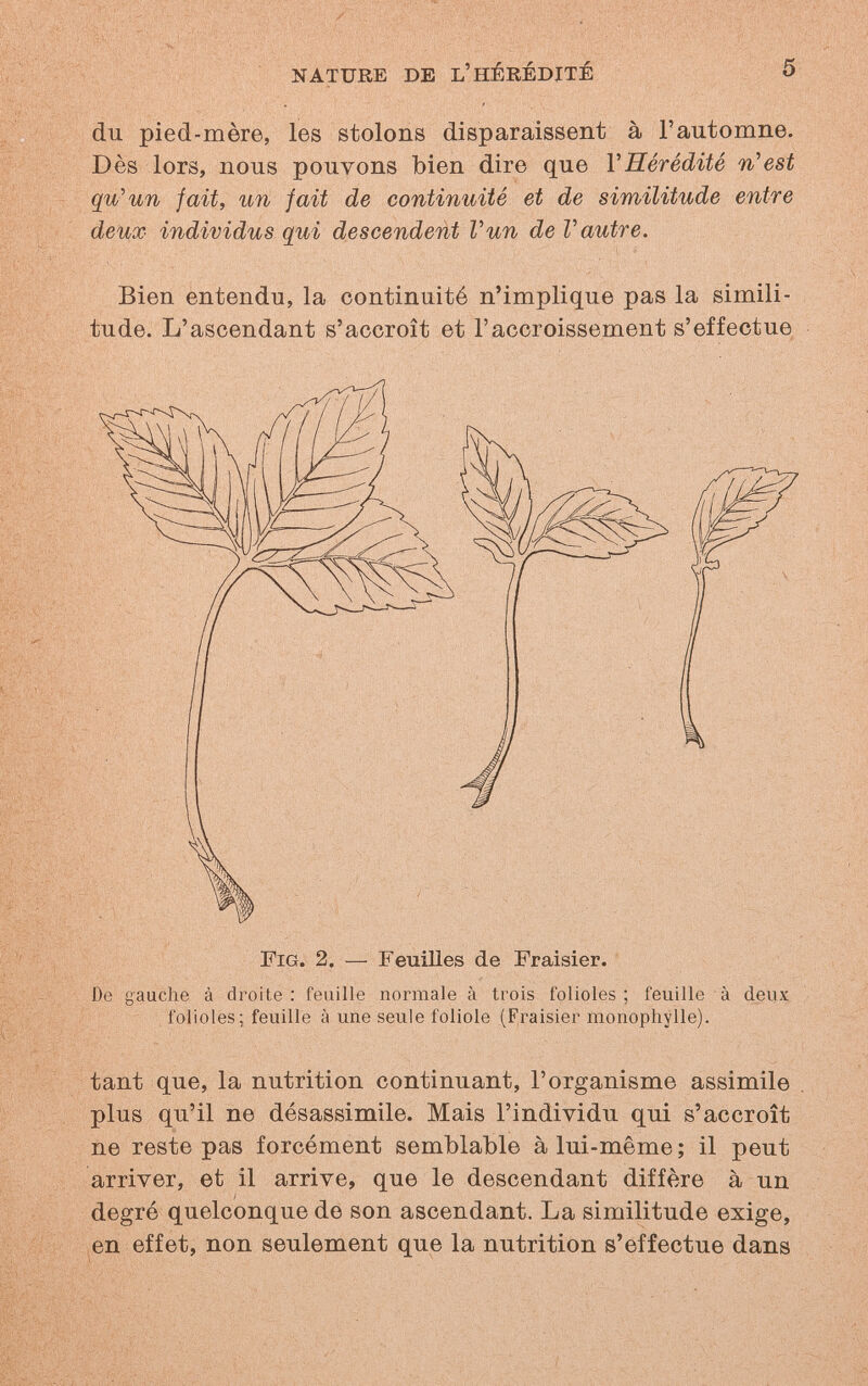NATURE DE L'HÉRÉDITÉ 5 du pied-mère, les stolons disparaissent à l'automne. Dès lors, nous pouvons bien dire que VHérédité n'est qu'un fait, un fait de continuité et de similitude entre deux individus qui descendent Vun de Vautre. Bien entendu, la continuité n'implique pas la simili¬ tude. L'ascendant s'accroît et l'accroissement s'effectue. Fig. 2. — Feuilles de Fraisier. De gauche à droite : feuille normale à trois folioles ; feuille à deux folioles; feuille à une seule foliole (Fraisier monophylle). tant que, la nutrition continuant, l'organisme assimile plus qu'il ne désassimile. Mais l'individu qui s'accroît ne reste pas forcément semblable à lui-même; il peut arriver, et il arrive, que le descendant diffère à un i degré quelconque de son ascendant. La similitude exige, en effet, non seulement que la nutrition s'effectue dans