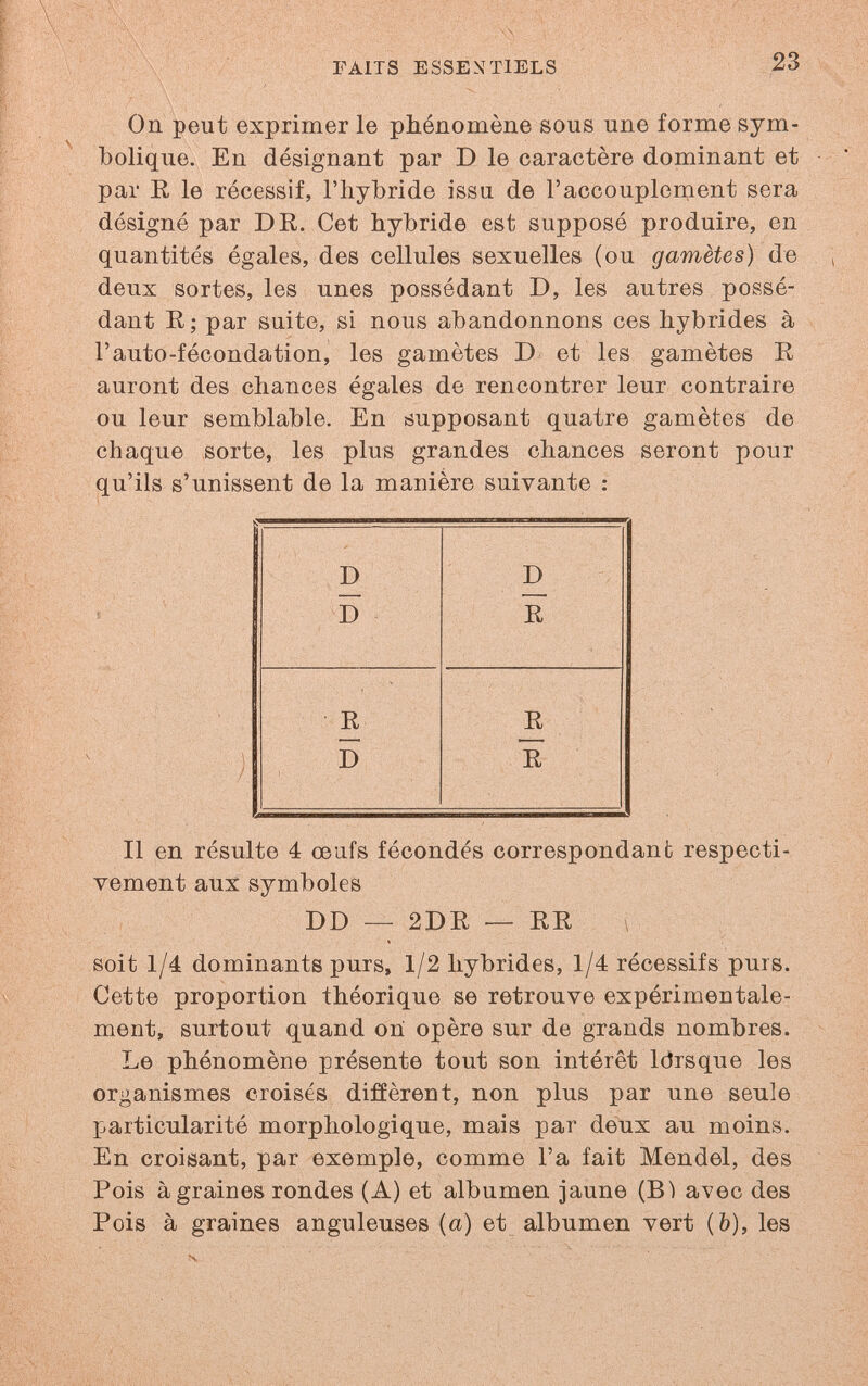 FAITS ESSENTIELS 23 On peut exprimer le pbénoniène sous une forme sym¬ bolique. En désignant par D le caractère dominant et par E le récessif, l'hybride issu de l'accouplement sera désigné par DE. Cet hybride est supposé produire, en quantités égales, des cellules sexuelles (ou gamètes) de deux sortes, les unes possédant D, les autres possé¬ dant E; par suite, si nous abandonnons ces hybrides à l'auto-fécondation, les gamètes D et les gamètes E auront des chances égales de rencontrer leur contraire ou leur semblable. En supposant quatre gamètes de chaque sorte, les plus grandes chances seront pour qu'ils s'unissent de la manière suivante : Il en résulte 4 œufs fécondés correspondant respecti¬ vement aux symboles DD — 2DE — EE \ soit 1/á dominants purs, 1/2 hybrides, 1/4 récessifs purs. Cette proportion théorique se retrouve expérimentale¬ ment, surtout quand on opère sur de grands nombres. Le phénomène présente tout son intérêt Idrsque les organismes croisés diffèrent, non plus par une seule particularité morphologique, mais par deux au moins. En croisant, par exemple, comme l'a fait Mendel, des Pois à graines rondes (A) et albumen jaune (B) avec des Pois à graines anguleuses (a) et albumen vert (&), les Ч