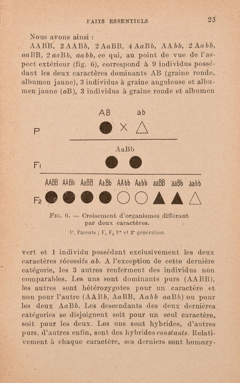 FAITS ESSENTIELS 25 Nous avons ainsi : AABB, 2AAB&, 2AaBB, 4АбгВ&, ААЪЪ, 2 АаЪЪ, «аВВ, 2ааВЬ, ааЬЪ, са qui, au point de vue de l'as¬ pect extérieur (fig. 6), correspond à 9 individus possé¬ dant les deux caractères dominants AB (graine ronde, albumen jaune), 3 individus à graine anguleuse et albu¬ men jaune (oB), 3 individus à graine ronde et albumen AB ab P ■ . • X Д AaBb Fi f# # • ' . AABB AABb AàBB AaBb AAbb Aabb ааВВ ааВЬ aabb A АЛ Fig. 6. — Croisement d'organismes différant / . par deux caractères. . P. Parents ; F» 1 et 2° génération. vert et 1 individu possédant exclusivement les deux caractères récessifs ab. A l'exception de cette dernière catégorie, les 3 autres renferment des individus non comparables. Les uns sont dominants purs (AABB), les autres sont hétérozygotes pour un caractère et non pour l'autre (AAB&, AaBB, АаЪЪ ааЪЪ) ou pour les deux AaB&. Les descendants des deux dernières, catégories se disjoignent soit pour un seul caractère, soit pour les deux. Les uns sont hybrides, d'autres purs, d'autres enfin, sont des hybrides Eelati- vement à chaque caractèi-e, ces derniers sont homozy-