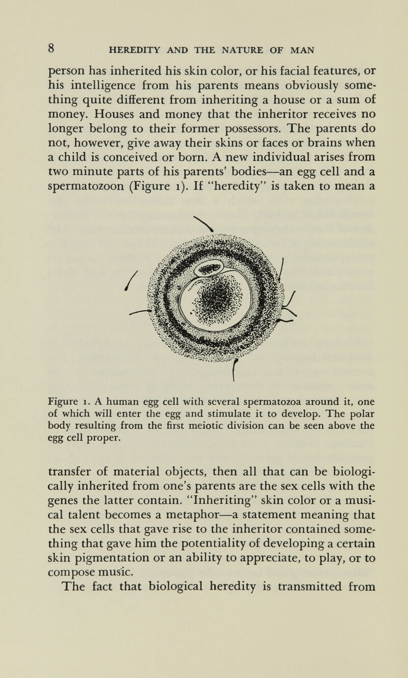8 HEREDITY AND THE NATURE OF MAN person has inherited his skin color, or his facial features, or his intelligence from his parents means obviously some¬ thing quite different from inheriting a house or a sum of money. Houses and money that the inheritor receives no longer belong to their former possessors. The parents do not, however, give away their skins or faces or brains when a child is conceived or born. A new individual arises from two minute parts of his parents' bodies—an egg cell and a spermatozoon (Figure i). If heredity is taken to mean a N Figure 1. A human egg cell with several spermatozoa around it, one of which will enter the egg and stimulate it to develop. The polar body resulting from the first meiotic division can be seen above the egg cell proper. transfer of material objects, then all that can be biologi¬ cally inherited from one's parents are the sex cells with the genes the latter contain. Inheriting skin color or a musi¬ cal talent becomes a metaphor—a statement meaning that the sex cells that gave rise to the inheritor contained some¬ thing that gave him the potentiality of developing a certain skin pigmentation or an ability to appreciate, to play, or to compose music. The fact that biological heredity is transmitted from