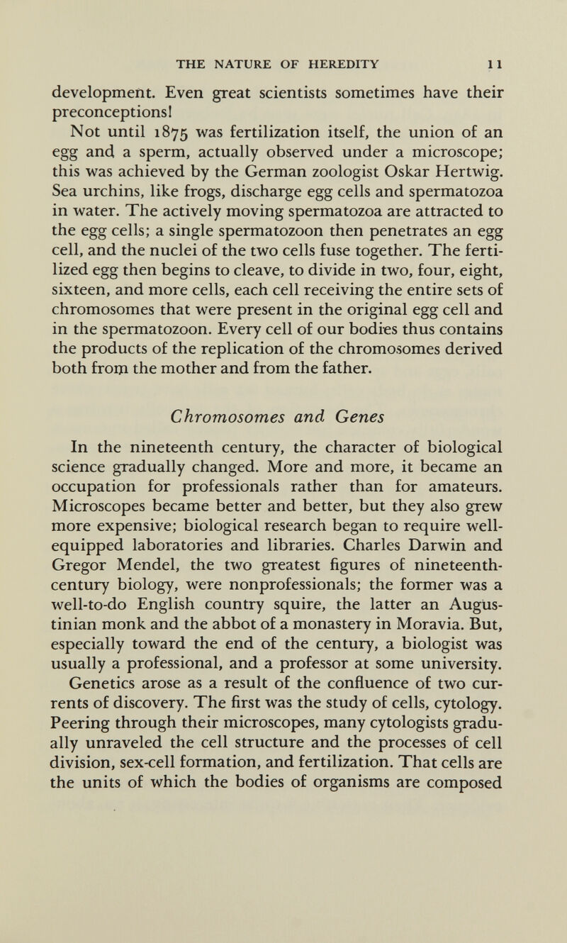 THE NATURE OF HEREDITY 11 development. Even great scientists sometimes have their preconceptions! Not until 1875 was fertilization itself, the union of an egg and a sperm, actually observed under a microscope; this was achieved by the German zoologist Oskar Hertwig. Sea urchins, like frogs, discharge egg cells and spermatozoa in water. The actively moving spermatozoa are attracted to the egg cells; a single spermatozoon then penetrates an egg cell, and the nuclei of the two cells fuse together. The ferti¬ lized egg then begins to cleave, to divide in two, four, eight, sixteen, and more cells, each cell receiving the entire sets of chromosomes that were present in the original egg cell and in the spermatozoon. Every cell of our bodies thus contains the products of the replication of the chromosomes derived both froiji the mother and from the father. Chromosomes and Genes In the nineteenth century, the character of biological science gradually changed. More and more, it became an occupation for professionals rather than for amateurs. Microscopes became better and better, but they also grew more expensive; biological research began to require well- equipped laboratories and libraries. Charles Darwin and Gregor Mendel, the two greatest figures of nineteenth- century biology, were nonprofessionals; the former was a well-to-do English country squire, the latter an Augtis- tinian monk and the abbot of a monastery in Moravia. But, especially toward the end of the century, a biologist was usually a professional, and a professor at some university. Genetics arose as a result of the confluence of two cur¬ rents of discovery. The first was the study of cells, cytology. Peering through their microscopes, many cytologists gradu¬ ally unraveled the cell structure and the processes of cell division, sex-cell formation, and fertilization. That cells are the units of which the bodies of organisms are composed