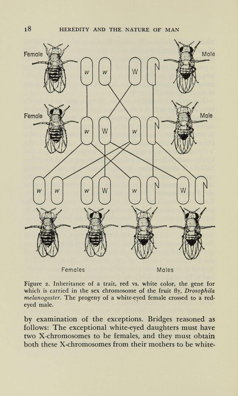 l8 HEREDITY AND THE NATURE OF MAN Females Males Figure 2. Inheritance of a trait, red vs. white color, the gene for which is carried in the sex chromosome of the fruit fly, Drosophila melanogaster. The progeny of a white-eyed female crossed to a red- eyed male. by examination of the exceptions. Bridges reasoned as follows: The exceptional white-eyed daughters must have two X-chromosomes to be females, and they must obtain both these X-chromosomes from their mothers to be white-