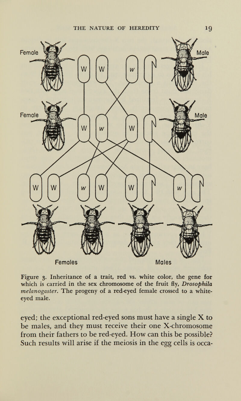 THE NATURE OF HEREDITY 19 Female Females Males Figure 3. Inheritance of a trait, red vs. white color, the gene for which is carried in the sex chromosome of the fruit fly, Drosophila melanogaster. The progeny of a red-eyed female crossed to a white- eyed male. eyed; the exceptional red-eyed sons must have a single X to be males, and they must receive their one X-chromosome from their fathers to be red-eyed. How can this be possible? Such results will arise if the meiosis in the egg cells is occa-