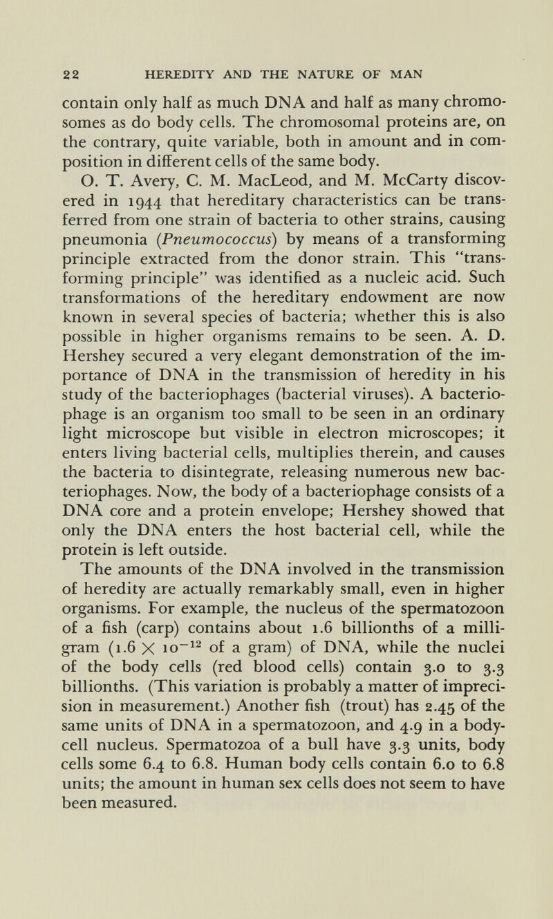 22 HEREDITY AND THE NATURE OF MAN contain only half as much DNA and half as many chromo¬ somes as do body cells. The chromosomal proteins are, on the contrary, quite variable, both in amount and in com¬ position in different cells of the same body. O. T. Avery, C. M. MacLeod, and M. McCarty discov¬ ered in 1044 that hereditary characteristics can be trans¬ ferred from one strain of bacteria to other strains, causing pneumonia [Pneumococcus) by means of a transforming principle extracted from the donor strain. This trans¬ forming principle was identified as a nucleic acid. Such transformations of the hereditary endowment are now known in several species of bacteria; whether this is also possible in higher organisms remains to be seen. A. D. Hershey secured a very elegant demonstration of the im¬ portance of DNA in the transmission of heredity in his study of the bacteriophages (bacterial viruses). A bacterio¬ phage is an organism too small to be seen in an ordinary light microscope but visible in electron microscopes; it enters living bacterial cells, multiplies therein, and causes the bacteria to disintegrate, releasing numerous new bac¬ teriophages. Now, the body of a bacteriophage consists of a DNA core and a protein envelope; Hershey showed that only the DNA enters the host bacterial cell, while the protein is left outside. The amounts of the DNA involved in the transmission of heredity are actually remarkably small, even in higher organisms. For example, the nucleus of the spermatozoon of a fish (carp) contains about 1.6 billionths of a milli¬ gram (1.6 X io~^^ of a gram) of DNA, while the nuclei of the body cells (red blood cells) contain 3.0 to 3.3 billionths. (This variation is probably a matter of impreci¬ sion in measurement.) Another fish (trout) has 2.45 of the same units of DNA in a spermatozoon, and 4.9 in a body- cell nucleus. Spermatozoa of a bull have 3.3 units, body cells some 6.4 to 6.8. Human body cells contain 6.0 to 6.8 units; the amount in human sex cells does not seem to have been measured.