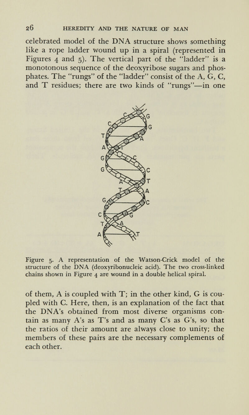 2б HEREDITY AND THE NATURE OF MAN celebrated model of the DNA structure shows something like a rope ladder wound up in a spiral (represented in Figures 4 and 5). The vertical part of the ladder is a monotonous sequence of the deoxyribose sugars and phos¬ phates. The rungs of the ladder consist of the A, G, C, and T residues; there are two kinds of rungs—in one Figure 5. A representation of the Watson-Crick model of the structure of the DNA (deoxyribonucleic acid). The two cross-linked chains shown in Figure 4 are wound in a double helical spiral. of them, A is coupled with T; in the other kind, G is cou¬ pled with C. Here, then, is an explanation of the fact that the DNA's obtained from most diverse organisms con¬ tain as many A's as T's and as many C's as G's, so that the ratios of their amount are always close to unity; the members of these pairs are the necessary complements of each other.