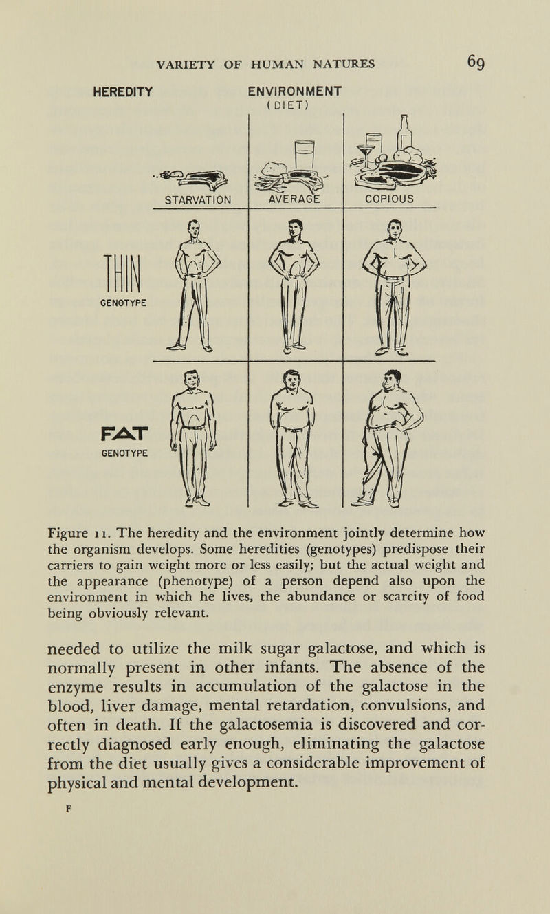 VARIETY OF HUMAN NATURES 69 HEREDITY ENVIRONMENT ( DIET) STARVATION AVERAGE COPIOUS ^Si- Figure 11. The heredity and the environment jointly determine how the organism develops. Some heredities (genotypes) predispose their carriers to gain weight more or less easily; but the actual weight and the appearance (phenotype) of a person depend also upon tlie environment in which he lives, the abundance or scarcity of food being obviously relevant. needed to utilize the milk sugar galactose, and which is normally present in other infants. The absence of the enzyme results in accumulation of the galactose in the blood, liver damage, mental retardation, convulsions, and often in death. If the galactosemia is discovered and cor¬ rectly diagnosed early enough, eliminating the galactose from the diet usually gives a considerable improvement of physical and mental development. F