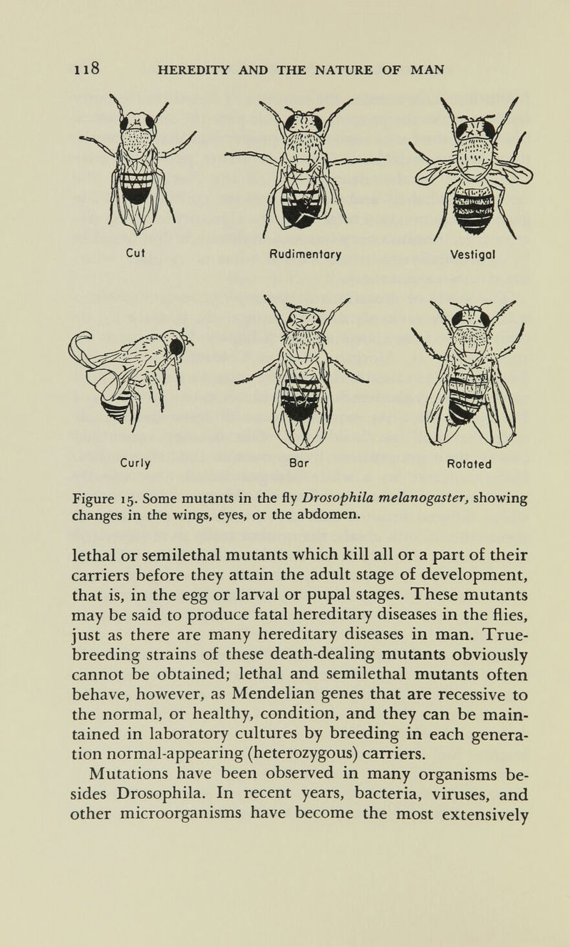 Il8 HEREDITY AND THE NATURE OF MAN Curly Bar Rotated Figure 15. Some mutants in the fly Drosophila melanogaster, showing changes in the wings, eyes, or the abdomen. lethal or semilethal mutants which kill all or a part of their carriers before they attain the adult stage of development, that is, in the egg or larval or pupal stages. These mutants may be said to produce fatal hereditary diseases in the flies, just as there are many hereditary diseases in man. True- breeding strains of these death-dealing mutants obviously cannot be obtained; lethal and semilethal mutants often behave, however, as Mendelian genes that are recessive to the normal, or healthy, condition, and they can be main¬ tained in laboratory cultures by breeding in each genera¬ tion normal-appearing (heterozygous) carriers. Mutations have been observed in many organisms be¬ sides Drosophila. In recent years, bacteria, viruses, and other microorganisms have become the most extensively