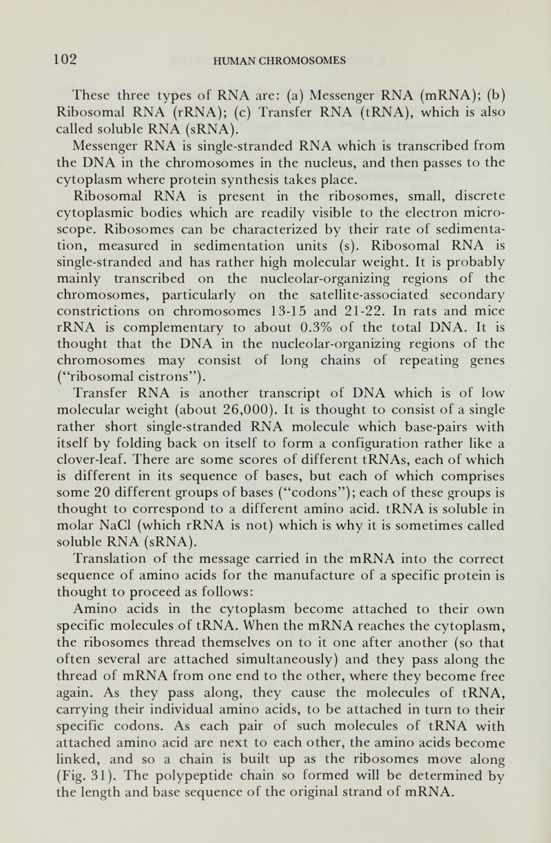 102 HUMAN CHROMOSOMES These three types of RNA are: (a) Messenger RNA (mRNA); (b) Ribosomal RNA (rRNA); (c) Transfer RNA (tRJ4A), which is also called soluble RNA (sRNA). Messenger RNA is single-stranded RNA which is transcribed from the DNA in the chromosomes in the nucleus, and then passes to the cytoplasm where protein synthesis takes place. Ribosomal RNA is present in the ribosomes, small, discrete cytoplasmic bodies which are readily visible to the electron micro¬ scope. Ribosomes can be characterized by their rate of sedimenta¬ tion, measured in sedimentation units (s). Ribosomal RNA is single-stranded and has rather high molecular weight. It is probably mainly transcribed on the nucleolar-organizing regions of the chromosomes, particularly on the satellite-associated secondary constrictions on chromosomes 13-15 and 21-22. In rats and mice rRNA is complementary to about 0.3% of the total DNA. It is thought that the DNA in the nucleolar-organizing regions of the chromosomes may consist of long chains of repeating genes (ribosomal cistrons). Transfer RNA is another transcript of DNA which is of low molecular weight (about 26,000). It is thought to consist of a single rather short single-stranded RNA molecule which base-pairs with itself by folding back on itself to form a configuration rather like a clover-leaf. There are some scores of different tRNAs, each of which is different in its sequence of bases, but each of which comprises some 20 different groups of bases (codons); each of these groups is thought to correspond to a different amino acid. tRNA is soluble in molar NaCl (which rRNA is not) which is why it is sometimes called soluble RNA (sRNA). Translation of the message carried in the mRNA into the correct sequence of amino acids for the manufacture of a specific protein is thought to proceed as follows: Amino acids in the cytoplasm become attached to their own specific molecules of tRNA, When the mRNA reaches the cytoplasm, the ribosomes thread themselves on to it one after another (so that often several are attached simultaneously) and they pass along the thread of mRNA from one end to the other, where they become free again. As they pass along, they cause the molecules of tRNA, carrying their individual amino acids, to be attached in turn to their specific codons. As each pair of such molecules of tRNA with attached amino acid are next to each other, the amino acids become linked, and so a chain is built up as the ribosomes move along (Fig. 31). The polypeptide chain so formed will be determined by the length and base sequence of the original strand of mRNA.