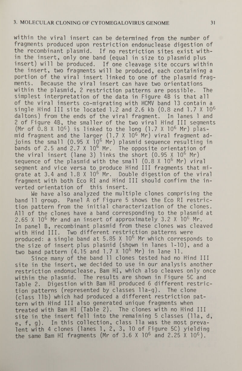 3. MOLECULAR CLONING OF CYTOMEGALOVIRUS GENOME 31 within the viral insert can be determined from the number of fragments produced upon restriction endonuclease digestion of the recombinant plasmid. If no restriction sites exist with¬ in the insert, only one band (equal in size to plasmid plus insert) will be produced. If one cleavage site occurs within the insert, two fragments will be produced, each containing a portion of the viral insert linked to one of the plasmid frag¬ ments. Because the viral insert can have two orientations within the plasmid, 2 restriction patterns are possible. The simplest interpretation of the data in Figure 4B is that all of the viral inserts co-migrating with HCMV band 13 contain a single Hind III site located 1.2 and 2.6 kb (0.8 end 1.7 X 10^ daltons) from the ends of the viral fragment. In lanes 1 and 2 of Figure 48, the smaller of the two viral Hind III segments (Mr of 0.8 X 10^) is linked to the long (1.7 X 10^ Mr) plas¬ mid fragment and the larger (1.7 X 10^ Mr) viral fragment ad¬ joins the small (0.95 X 10^ Mr) plasmid sequence resulting in bands of 2.5 and 2.7 X 10^ Mr. The opposite orientation of the viral insert (lane 3) links the short (0.95 X 10® Mr) sequence of the plasmid with the small (0.8 X 10® Mr) viral segment and vice versa to produce Hind III fragments that mi¬ grate at 3.4 and 1.8 X 10® Mr. Double digestion of the viral fragment with both Eco RI and Hind III should confirm the in¬ verted orientation of this insert. We have also analyzed the multiple clones comprising the band 11 group. Panel A of Figure 5 shows the Eco RI restric¬ tion pattern from the initial characterization of the clones. All of the clones have a band corresponding to the plasmid at 2.65 X 10® Mr and an insert of approximately 3.2 X 10® Mr. In panel B, recombinant plasmid from these clones was cleaved with Hind III. Two different restriction patterns were produced; a single band at 5.85 X 10® Mr which corresponds to the size of insert plus plasmid (shown in lanes 1-10), and a two band pattern (4.15 and 1.7 X 10® Mr) in lane 11. Since many of the band 11 clones tested had no Hind III site in the insert, we decided to use in our analysis another restriction endonuclease, Bam HI, which also cleaves only once within the plasmid. The results are shown in Figure 5C and Table 2. Digestion with Bam HI produced 6 different restric¬ tion patterns (represented by classes lla-g). The clone (class lib) which had produced a different restriction pat¬ tern with Hind III also generated unique fragments when treated with Bam HI (Table 2). The clones with no Hind III site in the insert fell into the remaining 5 classes (11a, d, e, f, g). In this collection, class 11a was the most preva¬ lent with 4 clones (lanes 1, 2, 3, 10 of Figure 5C) yielding the same Bam HI fragments (Mr of 3.6 X 10® and 2.25 X 10®).