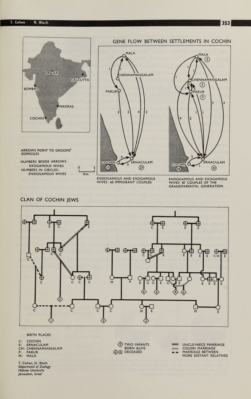 T. Cohen N. Bloch 353 ARROWS POINT TO GROOMS* DOMICILES NUMBERS BESIDE ARROWS: EXOGAMOUS WIVES NUMBERS IN CIRCLES: ENDOGAMOUS WIVES NGALAM GENE FLOW BETWEEN SETTLEMENTS IN COCHIN ERNACULAM ERNACULAM ENDOGAMOUS AND EXOGAMOUS WIVES: 60 IMMIGRANT COUPLES ENDOGAMOUS AND EXOGAMOUS WIVES: 87 COUPLES OF THE GRANDPARENTAL GENERATION CLAN OF COCHIN JEWS BIRTH PLACES C: COCHIN E: ERNACULAM CH:CHENNAMANGALAM P: PARUR M: MALA T. Cohen, N. Bloch Department of Zoology Hebrew Urilyersity Jerusalem, Israel TWO INFANTS BORN ALIVE DECEASED UNCLE-NIECE MARRIAGE COUSIN MARRIAGE MARRIAGE BETWEEN MORE DISTANT RELATIVES