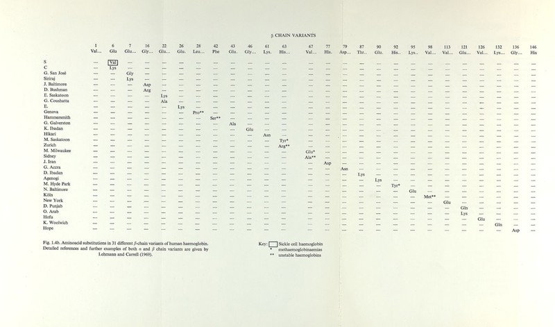 ß CHAIN VARIANTS S С G. San José Siriraj J. Baltimore D. Bushman E. S^katoon G. Coushatta E. Genova Hammersmith G. Galverston K.Ibadan Hikari M. Saskatoon Zurich M. Milwaukee Sidney J. Iran G. Accra D. Ibadan Agenogi M. Hyde Park N. Baltimore Kob New York D. Punjab O. Arab Hofu K. Woolwich Hope 1 Val... 6 7 16 22 26 28 Glu Glu... Gly... Giù... Glu. Leu... 42 Phe 43 Glu. 46 61 63 Gly... Lys. His.. 67 77 79 87 Val... His. ^p... Thi.. 90 Glu. 92 95 His.. ■ Lys.. 98 113 121 126 Val... Val... Glu... Val... 132 Lys... 136 Gly... 146 His - ¡Ш — Lys Gly — — — — — — — ______ Pro** _____ _______ Ser** _ _ _ _ Туг* — — — — _ — — — — — — Arg** Glu* Ala** j_ _ _ _ _ _ _Glu— — — — — |_ _ _ _ _ Met** _ _ _ _ |___ _ _ _ _Lys— — j_ — _ — — _ — _ — Gin Asp — Fig. 1.4b. Aminoacid substitutions in 31 different /5-chain variants of human haemoglobin. Detailed references and further examples of both a and ß chain variants are given by Lehmann and CarreU (1969). Key: □ Sickle cell haemoglobin * methaemoglobinaemias ** imstable haemoglobins