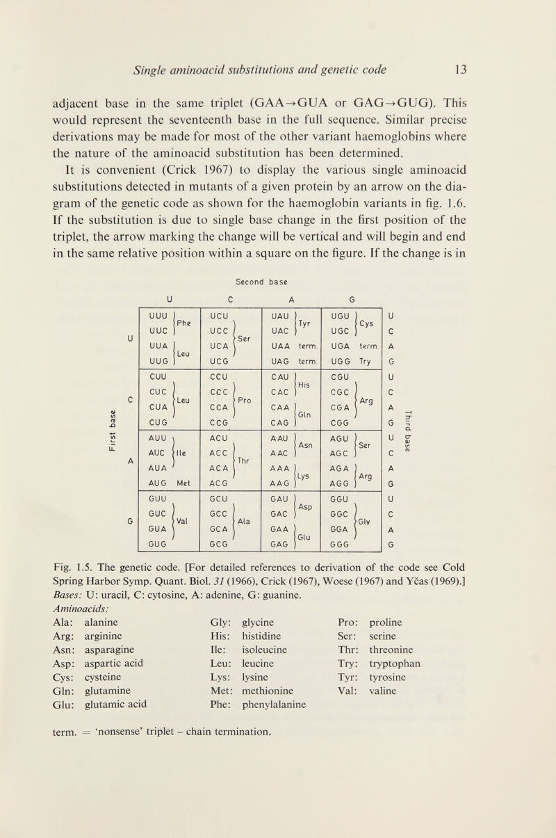 Single amìnoacid substitutions and genetic code 13 adjacent base in the same triplet (GAA->GUA or GAG->-GUG). This would represent the seventeenth base in the full sequence. Similar precise derivations may be made for most of the other variant haemoglobins where the nature of the aminoacid substitution has been determined. It is convenient (Crick 1967) to display the various single aminoacid substitutions detected in mutants of a given protein by an arrow on the dia¬ gram of the genetic code as shown for the haemoglobin variants in fig. 1.6. If the substitution is due to single base change in the first position of the triplet, the arrow marking the change will be vertical and will begin and end in the same relative position within a square on the figure. If the change is in Second base и С A G Fig. 1.5. The genetic code. [For detailed references to derivation of the code see Cold Spring Harbor Symp. Quant. Biol. 31 (1966), Crick (1967), Woese (1967) and Yeas (1969).] Bases: U: uracil, C: cytosine. A: adenine, G: guanine. Aminoacids: term. = 'nonsense' triplet - chain termination.