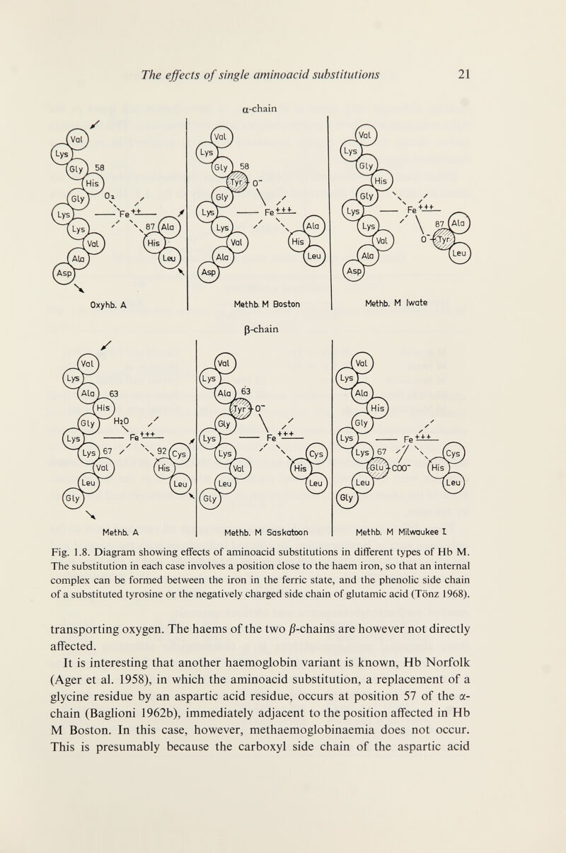 The effects of single aminoacid substitutions 21 a-chain ß-chain Fig. 1.8. Diagram showing effects of aminoacid substitutions in different types of Hb M. The substitution in each case involves a position close to the haem iron, so that an internal complex can be formed between the iron in the ferric state, and the phenolic side chain of a substituted tyrosine or the negatively charged side chain of glutamic acid (Tönz 1968). transporting oxygen. The haems of the two jß-chains are however not directly affected. It is interesting that another haemoglobin variant is known, Hb Norfolk (Ager et al. 1958), in which the aminoacid substitution, a replacement of a glycine residue by an aspartic acid residue, occurs at position 57 of the a- chain (Baglioni 1962b), immediately adjacent to the position affected in Hb M Boston. In this case, however, methaemoglobinaemia does not occur. This is presumably because the carboxyl side chain of the aspartic acid