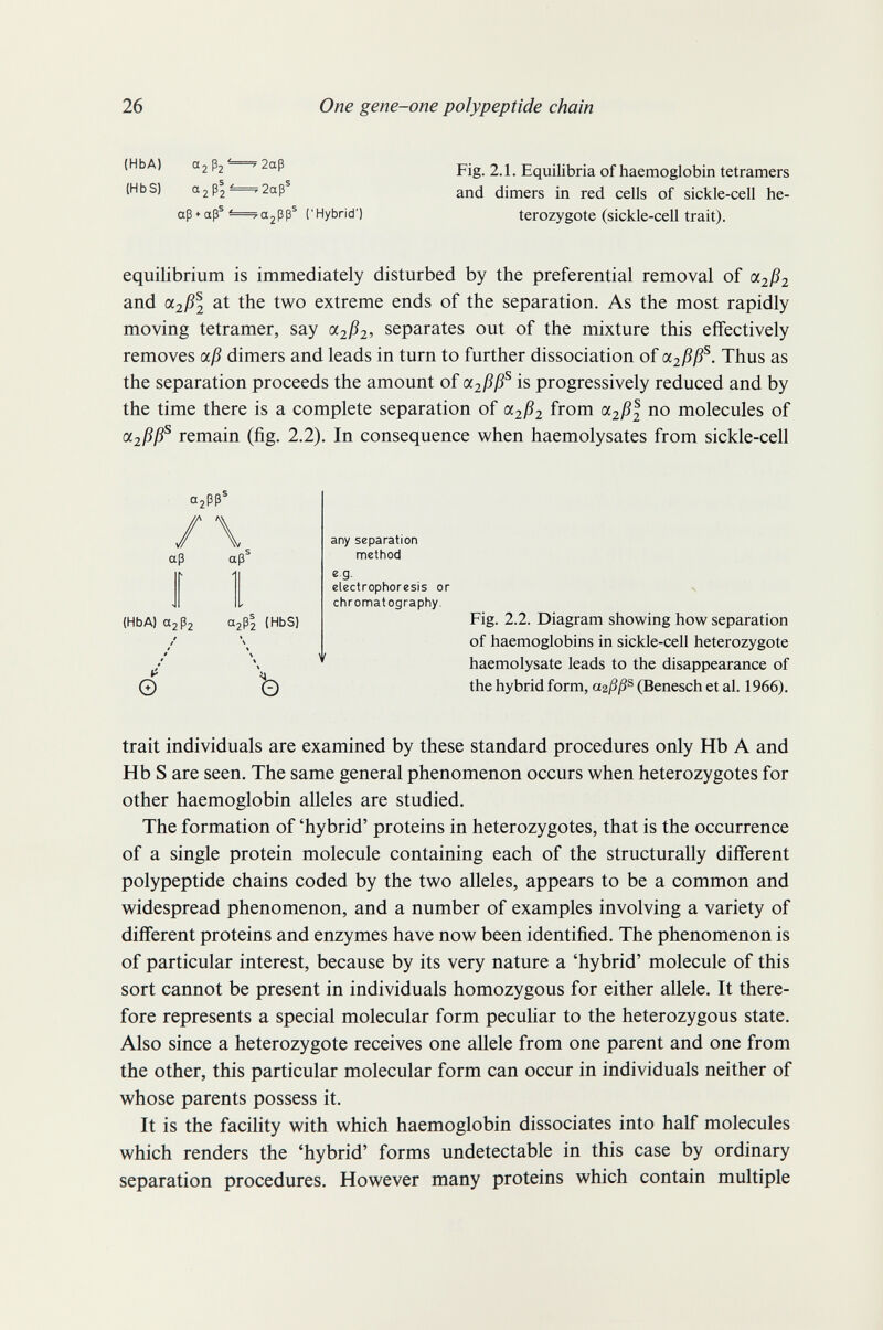 26 One gene-one polypeptide chain (HbA) (HbS) aj p2 2ap aß ♦ aß® ■ i2aß^ ia,ßß® ('Hybrid') Fig. 2.1. Equilibria of haemoglobin tetramere and dimers in red cells of sickle-cell he¬ terozygote (sickle-cell trait). equilibrium is immediately disturbed by the preferential removal of a2ß2 and Ci2ß2 at the two extreme ends of the separation. As the most rapidly moving tetramer, say separates out of the mixture this effectively removes aß dimers and leads in turn to further dissociation of oc2ßß^. Thus as the separation proceeds the amount of oi2ßß^ is progressively reduced and by the time there is a complete separation of 0C2ß2 from oc2ßl no molecules of ciißß^ remain (fig. 2.2). In consequence when haemolysates from sickle-cell a,Pß' aß © aß (HbA) 02ßa игРг (HbS) any separation method e.g. electrophoresis or chromatography. Fig. 2.2. Diagram showing how separation of haemoglobins in sickle-cell heterozygote haemolysate leads to the disappearance of the hybrid form, azßß^ (Benesch et al. 1966). trait individuals are examined by these standard procedures only Hb A and Hb S are seen. The same general phenomenon occurs when heterozygotes for other haemoglobin alleles are studied. The formation of 'hybrid' proteins in heterozygotes, that is the occurrence of a single protein molecule containing each of the structurally different polypeptide chains coded by the two alleles, appears to be a common and widespread phenomenon, and a number of examples involving a variety of different proteins and enzymes have now been identified. The phenomenon is of particular interest, because by its very nature a 'hybrid' molecule of this sort cannot be present in individuals homozygous for either allele. It there¬ fore represents a special molecular form peculiar to the heterozygous state. Also since a heterozygote receives one allele from one parent and one from the other, this particular molecular form can occur in individuals neither of whose parents possess it. It is the facility with which haemoglobin dissociates into half molecules which renders the 'hybrid' forms undetectable in this case by ordinary separation procedures. However many proteins which contain multiple