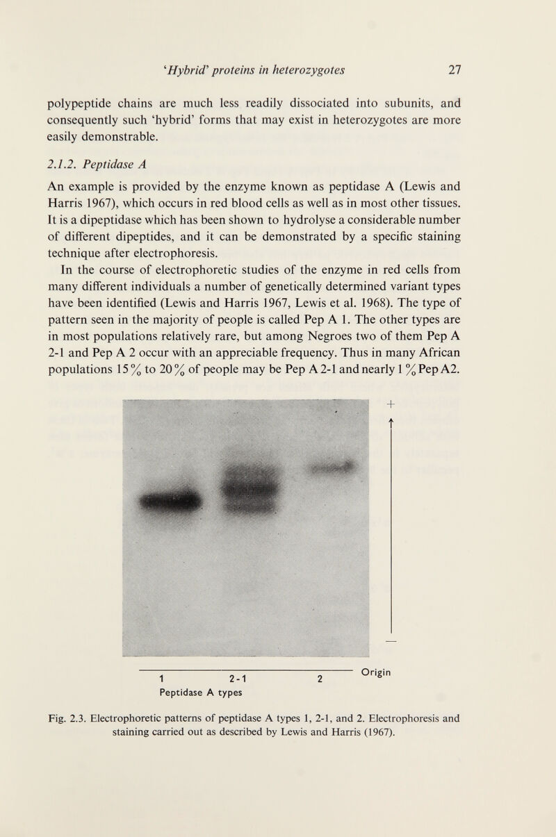 ^Hybrid' proteins in heterozygotes 27 polypeptide chains are much less readily dissociated into subunits, and consequently such 'hybrid' forms that may exist in heterozygotes are more easily demonstrable. 2.1.2. Peptidase A An example is provided by the enzyme known as peptidase A (Lewis and Harris 1967), which occurs in red blood cells as well as in most other tissues. It is a dipeptidase which has been shown to hydrolyse a considerable number of diiferent dipeptides, and it can be demonstrated by a specific staining technique after electrophoresis. In the course of electrophoretic studies of the enzyme in red cells from many different individuals a number of genetically determined variant types have been identified (Lewis and Harris 1967, Lewis et al. 1968). The type of pattern seen in the majority of people is called Pep A 1. The other types are in most populations relatively rare, but among Negroes two of them Pep A 2-1 and Pep A 2 occur with an appreciable frequency. Thus in many African populations 15% to 20% of people may be Pep A 2-1 and nearly 1 %Pep A2. 1 2-1 Peptidase A types Origin Fig. 2.3. Electrophoretic patterns of peptidase A types 1, 2-1, and 2. Electrophoresis and staining carried out as described by Lewis and Harris (1967).