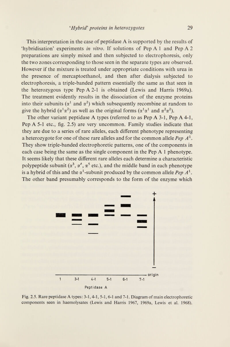 ''Hybrid'' proteins in heterozygotes 29 This interpretation in the case of peptidase A is supported by the results of 'hybridisation' experiments in vitro. If solutions of Pep A 1 and Pep A 2 preparations are simply mixed and then subjected to electrophoresis, only the two zones corresponding to those seen in the separate types are observed. However if the mixture is treated under appropriate conditions with urea in the presence of mercaptoethanol, and then after dialysis subjected to electrophoresis, a triple-banded pattern essentially the same as that seen in the heterozygous type Pep A 2-1 is obtained (Lewis and Harris 1969a). The treatment evidently results in the dissociation of the enzyme proteins into their subunits (a^ and a^) which subsequently recombine at random to give the hybrid (a^a^) as well as the original forms (a^a^ and a^a^). The other variant peptidase A types (referred to as Pep A 3-1, Pep A 4-1, Pep A 5-1 etc., fig. 2.5) are very uncommon. Family studies indicate that they are due to a series of rare alleles, each different phenotype representing a heterozygote for one of these rare alleles and for the common allele Pep They show triple-banded electrophoretic patterns, one of the components in each case being the same as the single component in the Pep A 1 phenotype. It seems likely that these different rare alleles each determine a characteristic polypeptide subunit (a^, ci, cc^ etc.), and the middle band in each phenotype is a hybrid of this and the a^-subunit produced by the common allele Pep A^. The other band presumably corresponds to the form of the enzyme which  origin 1 3-1 ¿1-1 5-1 6-1 7-1 Peptidase A Fig. 2.5. Rare peptidase A types: 3-1,4-1, 5-1,6-1 and 7-1. Diagram of main electrophoretic components seen in haemolysates (Lewis and Harris 1967, 1969a, Lewis et al. 1968).