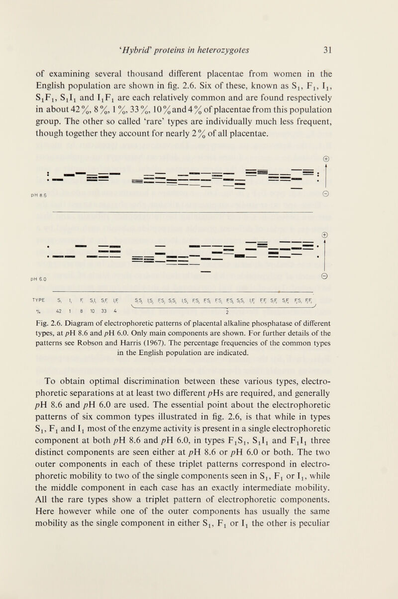 ^Hybrid' proteins in heterozygotes 31 of examining several thousand different placentae from women in the English population are shown in fig. 2.6. Six of these, known as S^, F^, SjFi, S^Ii and I^Fi are each relatively common and are found respectively in about 42 %, 8 %, 1 %, 33 %, 10 % and 4 % of placentae from this population group. The other so called 'rare' types are individually much less frequent, though together they account for nearly 2 % of all placentae. © pH 8.6 0 pH 6.0 © 0 TYPE S, I, S,I, 5,F, l,[^ S,S, l,S, F,S, 5,5, 1,5, f^S, JfS, [;S^ Ff5, S,S, 1,1; (¡[^ 5,F^ 5,f; F^5, l|F, 4  ^ •/. A2 1 8 10 33 4 2 Fig. 2.6. Diagram of electrophoretic patterns of placental alkaline phosphatase of different types, at pW 8.6 and pH 6.0. Only main components are shown. For further details of the patterns see Robson and Harris (1967). The percentage frequencies of the common types in the English population are indicated. To obtain optimal discrimination between these various types, electro¬ phoretic separations at at least two different j^Hs are required, and generally 8.6 and pH 6.0 are used. The essential point about the electrophoretic patterns of six common types illustrated in fig. 2.6, is that while in types Si, Fl and II most of the enzyme activity is present in a single electrophoretic component at both pW 8.6 and pH 6.0, in types FiSi, SJi and Fil^ three distinct components are seen either at p\i 8.6 or pH 6.0 or both. The two outer components in each of these triplet patterns correspond in electro¬ phoretic mobility to two of the single components seen in Si, Fi or Ii, while the middle component in each case has an exactly intermediate mobility. All the rare types show a triplet pattern of electrophoretic components. Here however while one of the outer components has usually the same mobility as the single component in either Si, Fi or Ii the other is peculiar
