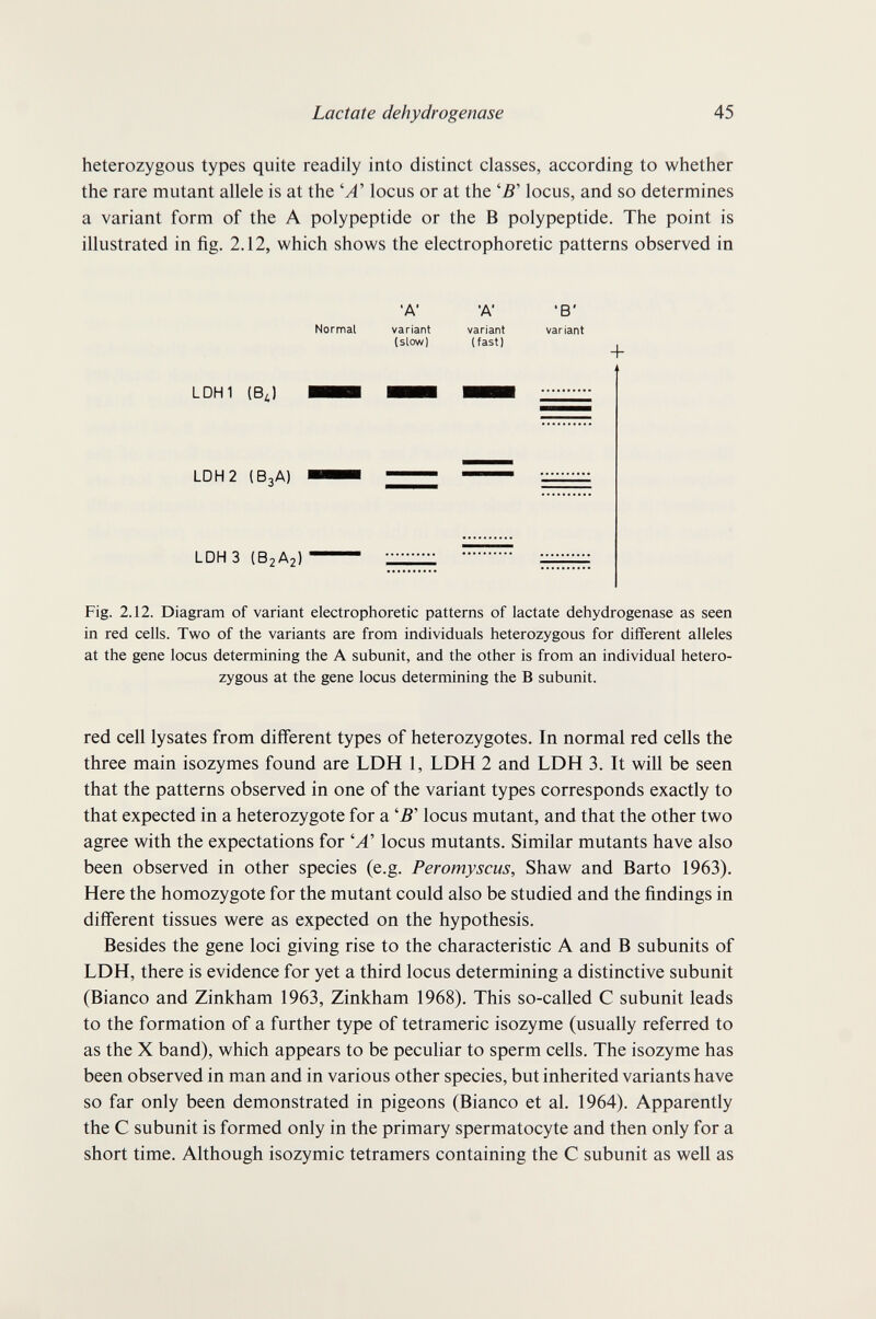 Lactate dehydrogenase 45 heterozygous types quite readily into distinct classes, according to whether the rare mutant allele is at the 'Л' locus or at the 'B' locus, and so determines a variant form of the A polypeptide or the В polypeptide. The point is illustrated in fig. 2.12, which shows the electrophoretic patterns observed in Normal •A' variant (slow) •A' variant (fast) 'B' variant + LDH1 (BJ LDH 2 (B3A) LDH3 (B2A2) Fig. 2.12. Diagram of variant electrophoretic patterns of lactate dehydrogenase as seen in red cells. Two of the variants are from individuals heterozygous for different alleles at the gene locus determining the A subunit, and the other is from an individual hetero¬ zygous at the gene locus determining the В subunit. red cell lysates from different types of heterozygotes. In normal red cells the three main isozymes found are LDH 1, LDH 2 and LDH 3. It will be seen that the patterns observed in one of the variant types corresponds exactly to that expected in a heterozygote for a '5' locus mutant, and that the other two agree with the expectations for 'yl' locus mutants. Similar mutants have also been observed in other species (e.g. Peromyscus, Shaw and Barto 1963). Here the homozygote for the mutant could also be studied and the findings in different tissues were as expected on the hypothesis. Besides the gene loci giving rise to the characteristic A and В subunits of LDH, there is evidence for yet a third locus determining a distinctive subunit (Bianco and Zinkham 1963, Zinkham 1968), This so-called С subunit leads to the formation of a further type of tetrameric isozyme (usually referred to as the X band), which appears to be peculiar to sperm cells. The isozyme has been observed in man and in various other species, but inherited variants have so far only been demonstrated in pigeons (Bianco et al. 1964). Apparently the С subunit is formed only in the primary spermatocyte and then only for a short time. Although isozymic tetramers containing the С subunit as well as