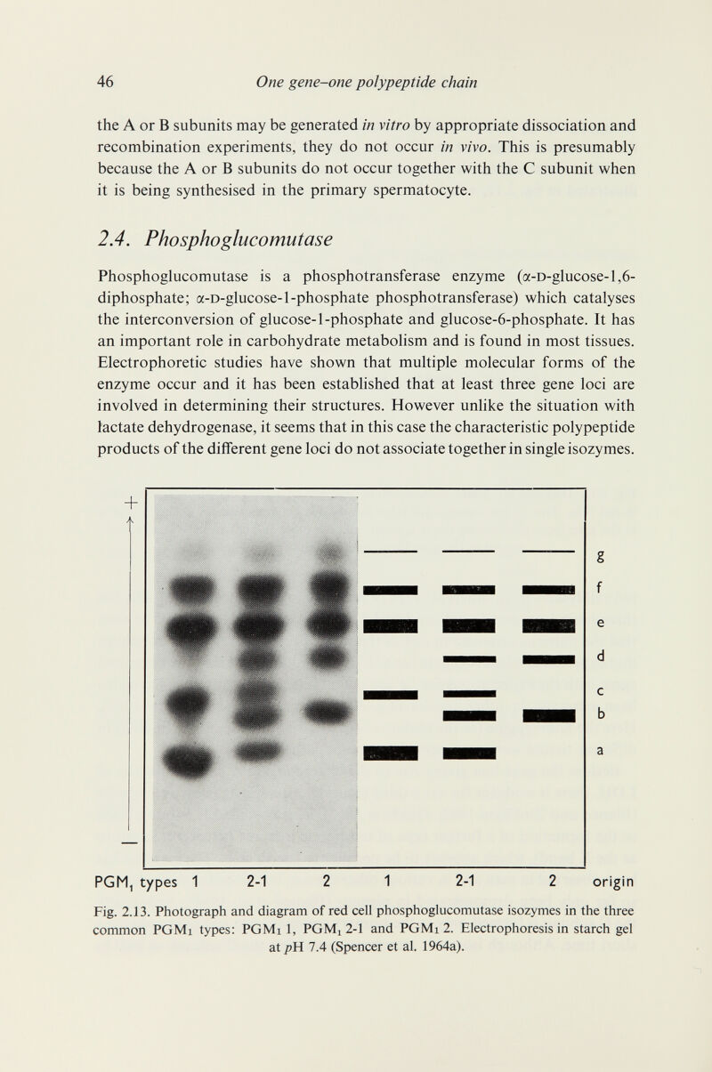 46 One gene-one polypeptide chain the A or В subunits may be generated in vitro by appropriate dissociation and recombination experiments, they do not occur in vivo. This is presumably because the A or В subunits do not occur together with the С subunit when it is being synthesised in the primary spermatocyte. 2.4. Phosphoglucomutase Phosphoglucomutase is a phosphotransferase enzyme (a-D-glucose-1,6- diphosphate; a-D-glucose-1-phosphate phosphotransferase) which catalyses the interconversion of glucose-1-phosphate and glucose-6-phosphate. It has an important role in carbohydrate metabolism and is found in most tissues. Electrophoretic studies have shown that multiple molecular forms of the enzyme occur and it has been established that at least three gene loci are involved in determining their structures. However unhke the situation with lactate dehydrogenase, it seems that in this case the characteristic polypeptide products of the different gene loci do not associate together in single isozymes. Fig. 2.13. Photograph and diagram of red cell phosphoglucomutase isozymes in the three common PGMi types: PGMi 1, PGMi 2-1 and PGMi 2. Electrophoresis in starch gel at pH 7.4 (Spencer et al. 1964a).