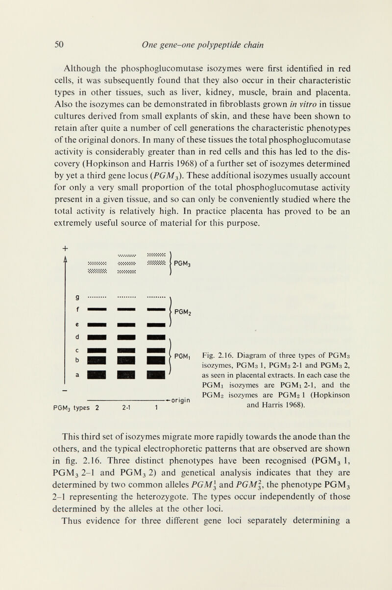 50 One gene-one polypeptide chain Although the phosphoglucomutase isozymes were first identified in red cells, it was subsequently found that they also occur in their characteristic types in other tissues, such as liver, kidney, muscle, brain and placenta. Also the isozymes can be demonstrated in fibroblasts grown in vitro in tissue cultures derived from small expiants of skin, and these have been shown to retain after quite a number of cell generations the characteristic phenotypes of the original donors. In many of these tissues the total phosphoglucomutase activity is considerably greater than in red cells and this has led to the dis¬ covery (Hopkinson and Harris 1968) of a further set of isozymes determined by yet a third gene locus {PGM^. These additional isozymes usually account for only a very small proportion of the total phosphoglucomutase activity present in a given tissue, and so can only be conveniently studied where the total activity is relatively high. In practice placenta has proved to be an extremely useful source of material for this purpose. + XvXX« «ххх- iiiÄWÄ ( PGM3 ^origin PGM3 types 2 2-1 1 Fig. 2.16. Diagram of three types of PGM3 isozymes, PGM3 1, PGM3 2-1 and PGM3 2, as seen in placental extracts. In each case the PGMi isozymes are PGMi2-l, and the PGM2 isozymes are PGM2 1 (Hopkinson and Harris 1968). This third set of isozymes migrate more rapidly towards the anode than the others, and the typical electrophoretic patterns that are observed are shown in fig. 2.16. Three distinct phenotypes have been recognised (PGM3 1, PGM3 2-1 and PGM3 2) and genetical analysis indicates that they are determined by two common alleles PGM\ and FGM\, the phenotype PGM3 2-1 representing the heterozygote. The types occur independently of those determined by the alleles at the other loci. Thus evidence for three different gene loci separately determining a