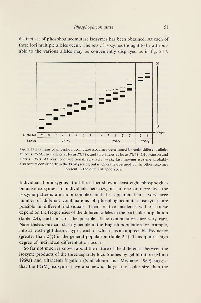 Phosphoglucomutase 51 distinct set of phosphoglucomutase isozymes has been obtained. At each of these loci multiple alleles occur. The sets of isozymes thought to be attribut¬ able to the various alleles may be conveniently displayed as in fig. 2.17. Allele No. Locus ® il © -►origin Fig. 2.17 Diagram of phosphoglucomutase isozymes determined by eight different alleles at locus PGMi, five alleles at locus PGM2, and two alleles at locus PGMi (Hopkinson and Harris 1969). At least one additional, relatively weak, fast moving isozyme probably also occurs consistently in the PGMi series, but is generally obscured by the other isozymes present in the different genotypes. Individuals homozygous at all three loci show at least eight phosphogluc¬ omutase isozymes. In individuals heterozygous at one or more loci the isozyme patterns are more complex, and it is apparent that a very large number of different combinations of phosphoglucomutase isozymes are possible in different individuals. Their relative incidence will of course depend on the frequencies of the different alleles in the particular population (table 2.4), and most of the possible allelic combinations are very rare. Nevertheless one can classify people in the English population for example, into at least eight distinct types, each of which has an appreciable frequency (greater than 2%) in the general population (table 2.5). Thus quite a high degree of individual differentiation occurs. So far not much is known about the nature of the differences between the isozyme products of the three separate loci. Studies by gel filtration (Monn 1969a) and ultracentrifugation (Santachiara and Modiano 1969) suggest that the PGM2 isozymes have a somewhat larger molecular size than the