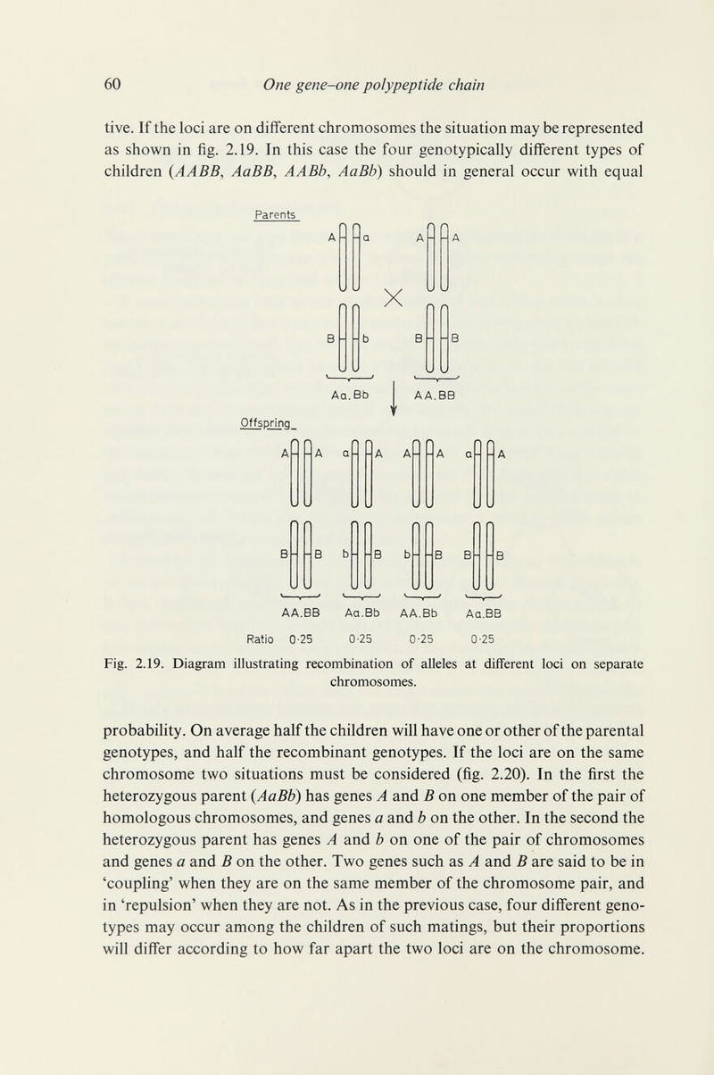 60 One gene-one polypeptide chain tive. If the loci are on different chromosomes the situation may be represented as shown in fig. 2.19. In this case the four genotypically different types of children (AABB, AaBB, AABb, AaBb) should in general occur with equal Parents A - - a A - - A В X AA.BB Aa.Bb Offspring a-iha °H HA AH HA QHHA AA.BB Aa.Bb AA.Bb Aq.BB Ratio 0-25 0-25 0-25 0'25 Fig. 2.19. Diagram illustrating recombination of alleles at different loci on separate chromosomes. probability. On average half the children will have one or other of the parental genotypes, and half the recombinant genotypes. If the loci are on the same chromosome two situations must be considered (fig. 2.20). In the first the heterozygous parent {AaBb) has genes A and В on one member of the pair of homologous chromosomes, and genes a and b on the other. In the second the heterozygous parent has genes A and b on one of the pair of chromosomes and genes a and В on the other. Two genes such as A and В are said to be in 'couphng' when they are on the same member of the chromosome pair, and in 'repulsion' when they are not. As in the previous case, four different geno¬ types may occur among the children of such matings, but their proportions will differ according to how far apart the two loci are on the chromosome.