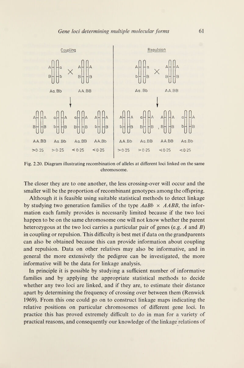 Gene loci determining multiple molecular forms 61 Coupling a A X b в Aa.Bb AA.BB A a В b A a В В A A В b AA.BB Aa.Bb Aa.BB AA.Bb >0-25 >0-25 <0-25 <0-25 Repulsion a A X в В Aa.Bb AA.BB A a В В A A В , В A 0 В b AA.Bb Aa.BB AA.BB Aa.Bb >0-25 >0-25 <0-25 <0-25 Fig. 2.20. Diagram illustrating recombination of alleles at different loci linked on the same chromosome. The closer they are to one another, the less crossing-over will occur and the smaller will be the proportion of recombinant genotypes among the offspring. Although it is feasible using suitable statistical methods to detect linkage by studying two generation families of the type AaBb x AABB, the infor¬ mation each family provides is necessarily limited because if the two loci happen to be on the same chromosome one will not know whether the parent heterozygous at the two loci carries a particular pair of genes (e.g. A and B) in coupling or repulsion. This difficulty is best met if data on the grandparents can also be obtained because this can provide information about coupling and repulsion. Data on other relatives may also be informative, and in general the more extensively the pedigree can be investigated, the more informative will be the data for linkage analysis. In principle it is possible by studying a sufficient number of informative famihes and by applying the appropriate statistical methods to decide whether any two loci are linked, and if they are, to estimate their distance apart by determining the frequency of crossing over between them (Renwick 1969). From this one could go on to construct linkage maps indicating the relative positions on particular chromosomes of différent gene loci. In practice this has proved extremely difficult to do in man for a variety of practical reasons, and consequently our knowledge of the linkage relations of