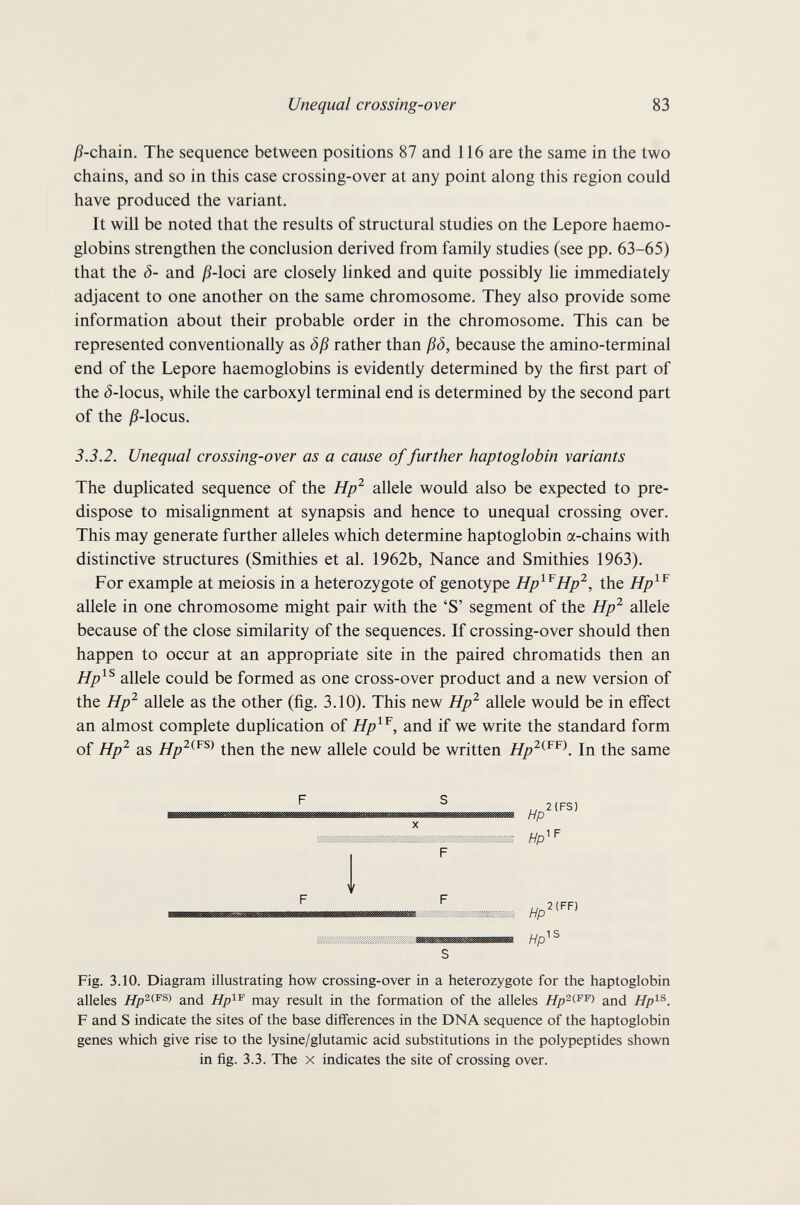 Unequal crossing-over 83 jS-chain. The sequence between positions 87 and 116 are the same in the two chains, and so in this case crossing-over at any point along this region could have produced the variant. It will be noted that the results of structural studies on the Lepore haemo¬ globins strengthen the conclusion derived from family studies (see pp. 63-65) that the <5- and ß-\oci are closely linked and quite possibly lie immediately adjacent to one another on the same chromosome. They also provide some information about their probable order in the chromosome. This can be represented conventionally as öß rather than ßö, because the amino-terminal end of the Lepore haemoglobins is evidently determined by the first part of the ¿-locus, while the carboxyl terminal end is determined by the second part of the jS-locus. 3.3.2. Unequal crossing-over as a cause of further haptoglobin variants The duplicated sequence of the Hp^ allele would also be expected to pre¬ dispose to misalignment at synapsis and hence to unequal crossing over. This may generate further alleles which determine haptoglobin a-chains with distinctive structures (Smithies et al. 1962b, Nance and Smithies 1963). For example at meiosis in a heterozygote of genotype Hp^^Hp^, the Hp^^ allele in one chromosome might pair with the 'S' segment of the Hp^ allele because of the close similarity of the sequences. If crossing-over should then happen to occur at an appropriate site in the paired chromatids then an Hp^^ allele could be formed as one cross-over product and a new version of the Hp^ allele as the other (fig. 3.10). This new Hp^ allele would be in eifect an almost complete duplication of Hp^^, and if we write the standard form of Hp^ as then the new allele could be written In the same шшшттшшшшттшштшшшттттхшттшттттттт Hp - F Hp'^ Fig. 3.10. Diagram illustrating how crossing-over in a heterozygote for the haptoglobin alleles and Hp^'^ may result in the formation of the alleles and Hp^^. F and S indicate the sites of the base differences in the DNA sequence of the haptoglobin genes which give rise to the lysine/glutamic acid substitutions in the polypeptides shown in fig. 3.3. The X indicates the site of crossing over.