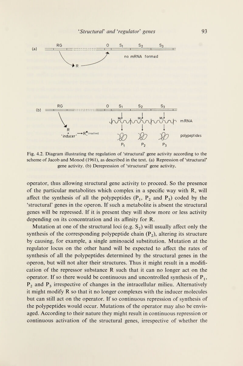 (a) ''Structural'' and ''regulator'' genes RG 0 Si S2 S3 no mRNA formed 93 RG 0 Si $2 S3 (b) I 11 1 I = Pi P2 Р3 Fig. 4.2. Diagram illustrating the regulation of 'structural' gene activity according to the scheme of Jacob and Monod (1961), as described in the text, (a) Repression of'structural' gene activity, (b) Derepression of 'structural' gene activity. operator, thus allowing structural gene activity to proceed. So the presence of the particular metabolites which complex in a specific way with R, will affect the synthesis of all the polypeptides (P^, Pj and P3) coded by the 'structural' genes in the Operon. If such a metabolite is absent the structural genes will be repressed. If it is present they will show more or less activity depending on its concentration and its affinity for R. Mutation at one of the structural loci (e.g. S2) will usually affect only the synthesis of the corresponding polypeptide chain (P2), altering its structure by causing, for example, a single aminoacid substitution. Mutation at the regulator locus on the other hand will be expected to affect the rates of synthesis of all the polypeptides determined by the structural genes in the Operon, but will not alter their structures. Thus it might result in a modifi¬ cation of the repressor substance R such that it can no longer act on the operator. If so there would be continuous and uncontrolled synthesis of P^, P2 and P3 irrespective of changes in the intracellular milieu. Alternatively it might modify R so that it no longer complexes with the inducer molecules but can still act on the operator. If so continuous repression of synthesis of the polypeptides would occur. Mutations of the operator may also be envis¬ aged. According to their nature they might result in continuous repression or continuous activation of the structural genes, irrespective of whether the