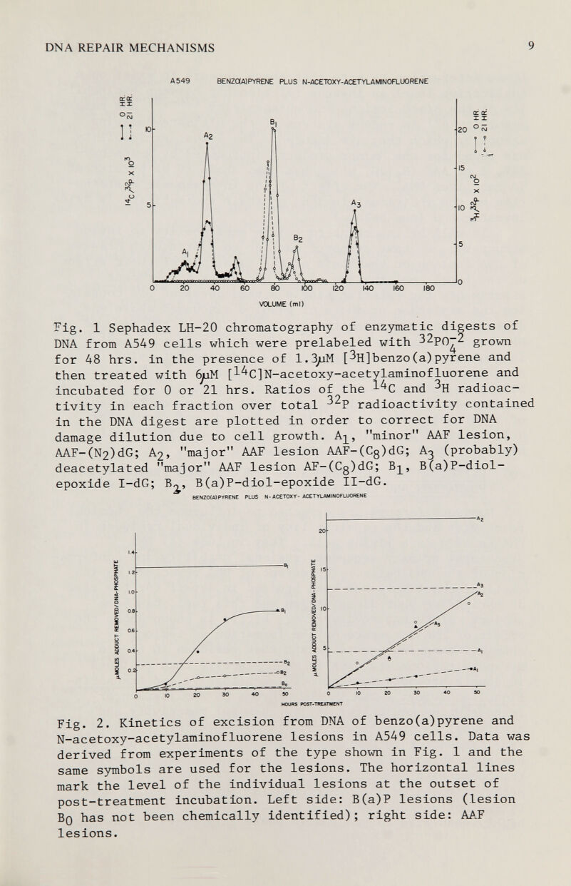 DNA REPAIR MECHANISMS 9 A 549 BENZaA)PYRENE PLUS N-ACETOXY-ACETYLAMNOFLUORENE crû: IX Ii -я. Flg. 1 Sephadex LH-20 chromatography of enzymatic digests of DNA from A549 cells which were prelabeled with 32po-2 grown for 48 hrs. in the presence of 1.3^M [3H]benzo(a)pyrene and then treated with [l^C]N-acetoxy-acetylaminofluorene and incubated for 0 or 21 hrs. Ratios of the and radioac¬ tivity in each fraction over total radioactivity contained in the DNA digest are plotted in order to correct for DNA damage dilution due to cell growth. A]^, minor AAF lesion, AAF-(N2)dG; A2, major AAF lesion AAF-(Cg)dG; A^ (probably) deacetylated major AAF lesion AF-(C0)dG; B(a)P-diol- epoxide I-dG; В(a)P-diol-epoxide II-dG. BeN20(A)PYRENE PLUS N-ACETOXY- ACETYLAMINOFLÜORENE 10 20 Э0 40 50 HOURS POST-THEATMENT Fig. 2. Kinetics of excision from DNA of benzo(a)pyrene and N-acetoxy-acetylaminofluorene lesions in A549 cells. Data was derived from experiments of the type shown in Fig. 1 and the same symbols are used for the lesions. The horizontal lines mark the level of the individual lesions at the outset of post-treatment Incubation. Left side: B(a)P lesions (lesion Bq has not been chemically identified); right side: AAF lesions.