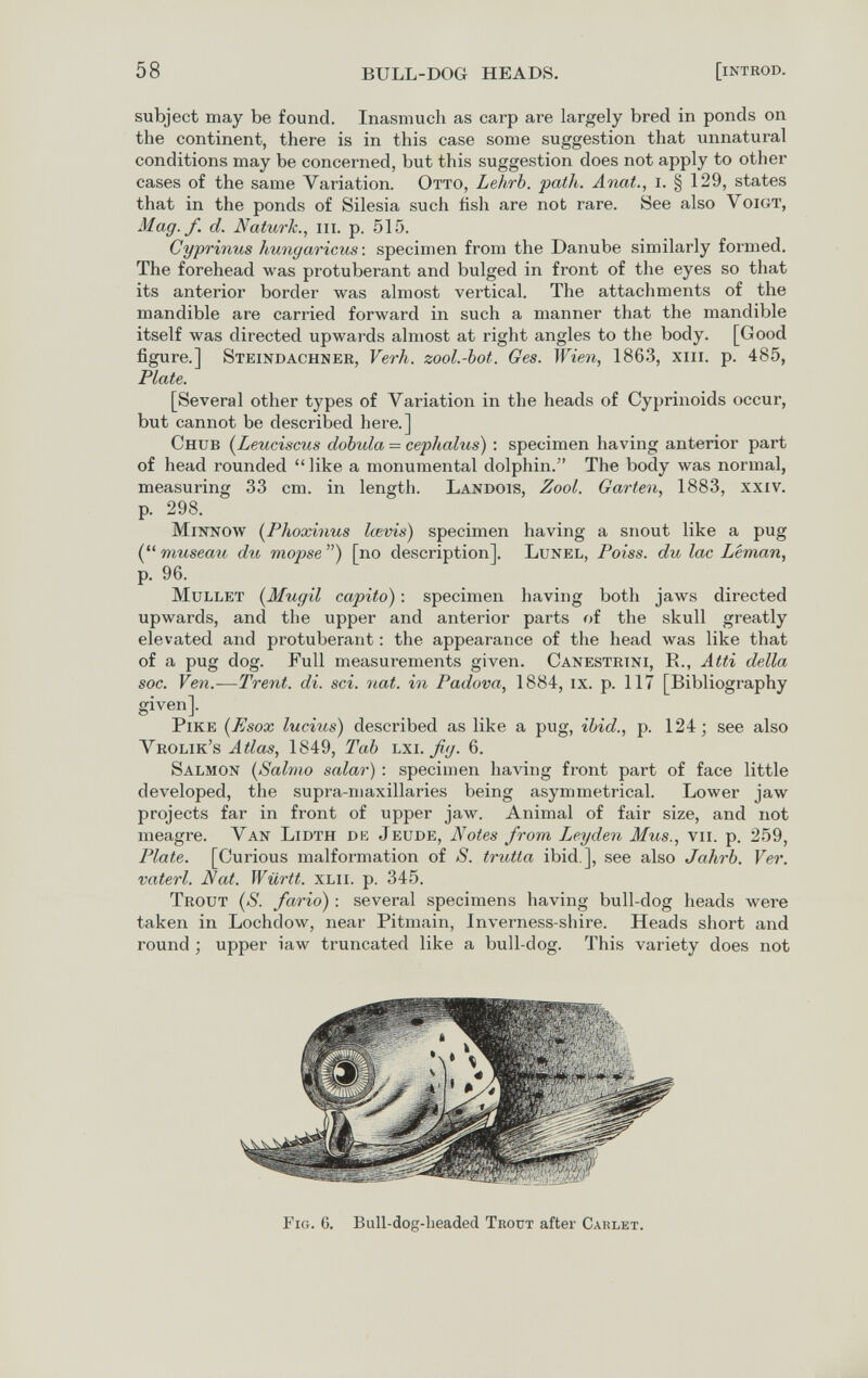 58 BULL-DOG HEADS. [introd. subject may be found. Inasmuch as carp are largely bred in ponds on the continent, there is in this case some suggestion that iinnatural conditions may be concerned, but this suggestion does not apply to other cases of the same Variation. Otto, Leiirb. path. Anat., i. § 129, states that in the ponds of Silesia such fish are not rare. See also Voigt, Mag. f. d. Naturh., m. p. 515. Cyprinus hungaricus. specimen from the Danube similarly formed. The forehead was protuberant and bulged in front of the eyes so that its anterior border was almost vertical. The attachments of the mandible are carried forward in such a manner that the mandible itself was directed upwards almost at right angles to the body. [Good figure.] Steindachner, Verh. zool.-bot. Ges. Wien, 1863, xiii. p. 485, Plate. [Several other types of Variation in the heads of Cyprinoids occur, but cannot be described here.] Chub {Leuciscus dobula — cephalus) : specimen having anterior part of head rounded like a monumental dolphin. The body was normal, measuring 33 cm. in length. Landois, Zool. Garten, 1883, xxiv. p. 298. Minnow [Phoxinus lœvis) specimen having a snout like a pug ( museau du mopse ) [no description]. Lunel, Poiss. du lac Léman, p. 96. Mullet {Mugil capito) : specimen having both jaws directed upwards, and the upper and anterior parts of the skull greatly elevated and protuberant : the appearance of the head was like that of a pug dog. Full measurements given. Canestrini, R., Atti della soc. Yen.—Trent, di. sci. nat. in Padova, 1884, ix. p. 117 [Bibliography given]. Pike [Esox lucius) described as like a pug, ibid., p. 124; see also Vrolik's Atlas, 1849, Tab bxi. ßg. 6. Salmon [Salmo salar) : specimen having front part of face little developed, the supra-maxillaries being asymmetrical. Lower jaw projects far in front of upper jaw. Animal of fair size, and not meagre. Van Lidth de Jeude, Notes from Leyden Mus., vii. p. 259, Plate. [Curious malformation of S. trutta ibid.], see also Jahrb. Ver. vaterl. Nat. Württ. xlii. p. 345. Trout {S. fario) : several specimens having bull-dog heads were taken in Lochdow, near Pitmain, Inverness-shire. Heads short and round ; upper iaw truncated like a bull-dog. This variety does not Fig. 6. Bull-dog-headed Ткоит after Carlet.