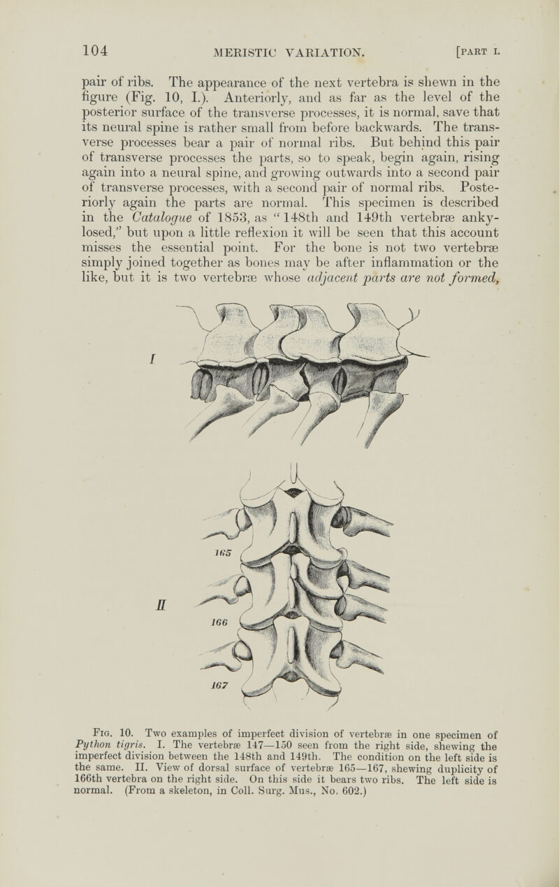 104 MEMSTIC VARIATION. [part i. pair of ribs. The appearance of the next vertebra is shewn in the figure (Fig. 10, I.). Anteriorly, and as far as the level of the posterior surface of the transverse processes, it is normal, save that its neural spine is rather small from before backwards. The trans¬ verse processes bear a pair of normal ribs. But behind this pair of transverse processes the parts, so to speak, begin again, rising again into a neural spine, and growing outwards into a second pair of transverse processes, with a second pair of normal ribs. Poste¬ riorly again the parts are normal. This specimen is described in the Catalogue of 1853, as  148th and 149th vertebrae anky- losed, but upon a little reflexion it will be seen that this account misses the essential point. For the bone is not two vertebrae simply joined together as bones may be after inflammation or the like, but it is two vertebrae whose adjacent parts are not formed, Fig. 10. Two examples of imperfect division of vertebrae in one specimen of Python tigris. I. The vertebra 147—150 seen from the right side, shewing the imperfect division between the 148th and 149th. The condition on the left side is the same. II. View of dorsal surface of vertebrae 165—167, shewing duplicity of 166th vertebra on the right side. On this side it bears two ribs. The left side is normal. (From a skeleton, in Coll. Surg. Mus., No. 602.) I ^ A Д