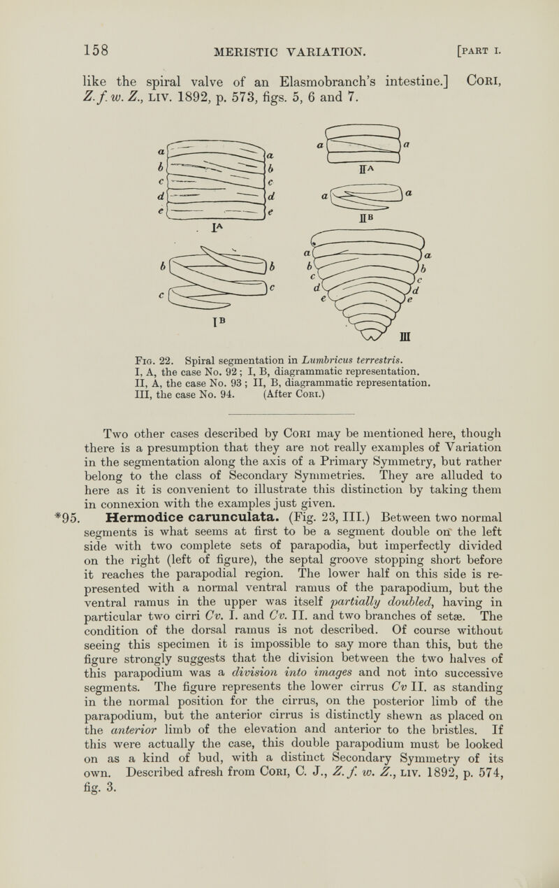 158 MERISTIC VARIATION. [part i. like the spiral valve of an Elasmobranch's intestine.] CoRl, Z.f. w. Z., Liv. 1892, p. 573, figs. 5, 6 and 7. Two other cases described by Cori may be mentioned here, though there is a presumption that they are not really examples of Variation in the segmentation along the axis of a Primary Symmetry, but rather belong to the class of Secondary Synmietries. They are alluded to here as it is convenient to illustrate this distinction by taking them in connexion with the examples just given. *95. Hermodice carunculata. (Fig. 23, III.) Between two normal segments is what seems at first to be a segment double on the left side with two complete sets of parapodia, but imperfectly divided on the right (left of figure), the septal groove stopping short before it reaches the parapodial region. The lower half on this side is re¬ presented with a normal ventral ramus of the parapodium, but the ventral ramus in the upper was itself 'partially doubled, having in particular two cirri Cv. I. and Gv. II. and two branches of setse. The condition of the dorsal ramus is not described. Of course without seeing this specimen it is impossible to say more than this, but the figure strongly suggests that the division between the two halves of this parapodium was a division into images and not into successive segments. The figure represents the lower cirrus Cv II. as standing in the normal position for the cirrus, on the posterior limb of the parapodium, but the anterior cirrus is distinctly shewn as placed on the anterior limb of the elevation and anterior to the bristles. If this were actually the case, this double parapodium must be looked on as a kind of bud, with a distinct Secondary Symmetry of its own. Described afresh from Cori, С. J., Z.f. w. Z., liv. 1892, p. 574, a Fig. 22. Spiral segmentation in Lumbricus terrestris. I, A, the case No. 92 ; I, B, diagrammatic representation. II, A, the case No. 93 ; II, B, diagrammatic representation. III, the case No. 94. (After Cori.) fig. 3.