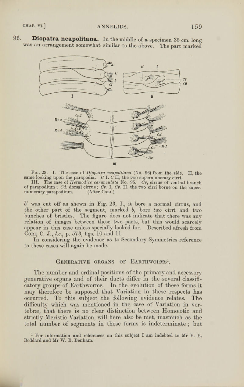 chap. vi.] ANNELIDS. 159 96. Diopatra. neapolitana.. In the middle of a specimen 35 cm. long was an arrangement somewhat similar to the above. The part marked Fig. 23. I. The case of Diopatra neapolitana {No. 96) from the side. П, the same looking upon the parapodia. С I. СII, the two supernumerary cirri. III. The case of Hermodice carunculata No. 95. Cv, cirrus of ventral branch of parapodium ; Cd. dorsal cirrus ; Cv. I, Cv. II, the two cirri borne on the super¬ numerary parapodium. (After Cori.) b' was cut off as shewn in Fig. 23, I., it bore a normal cirrus, and the other part of the segment, marked b, bore two cirri and two bunches of bristles. The figure does not indicate that there was any relation of images between these two parts, but this would scarcely appear in this case unless specially looked for. Described afresh from Cori, С. J., I.e., p. 573, figs. 10 and 11. In considering the evidence as to Secondary Symmetries reference to these cases will again be made. Generative organs of Earthworms\ The number and ordinal positions of the primary and accessory generative organs and of their ducts differ in the several classifi- catory groups of Earthworms. In the evolution of these forms it may therefore be supposed that Variation in these respects has occurred. To this subject the following evidence relates. The difficulty which was mentioned in the case of Variation in ver¬ tebrae, that there is no clear distinction between Homœotic and strictly Meristic Variation, will here also be met, inasmuch as the total number of segments in these forms is indeterminate ; but 1 For information and references on this subject I am indebted to Mr F. E, Beddard and Mr W. B. Benham.