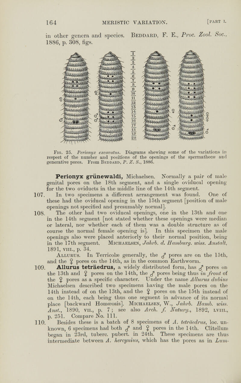 164 MERISTIC VARIATION. [part i. in other genera and species. Beddard, F. E., Proc. Zool. Soc., 1886, p. 308, figs. Fig. 25. Perionyx excavatiis. Diagrams shewing some of the variations in respect of the number and positions of the openings of the spermathecae and generative pores. From Beddakd, P. Z. S., 1886. Perionyx grünewaldi, Michaelsen. Normally a pair of male genital pores on the 18th segment, and a single oviducal opening for the two oviducts in the middle line of the 14th segment. 107. In two specimens a different arrangement was found. One of these had the oviducal opening in the 15th segment [position of male openings not specified and presumably normal]. 108. The other had two oviducal openings, one in the 13th and one in the 14th segment [not stated whether these openings were median or lateral, nor whether each of them was a double structure as of course the normal female opening is]. In this specimen the male openings also луеге placed anteriorly to their normal position, being in the 17th segment. Michaelsen, Jahrb. cl. Hamburg, wiss. Anstalt, 1891, vili., p. 34. Allurus. In Terricolse generally, the ^ pores are on the 15th, and the Ç pores on the 14th, as in the common Earthworm. 109. Allurus teträedrus, a widely distributed form, has ^ pores on the 13th and $ pores on the 14th, the ^ pores being thus in front of the Ç pores as a specific character. Under the name Allurus dtibius Michaelsen described two specimens having the male pores on the 14th instead of on the 13th, and the Ç pores on the 15th instead of on the 14th, each being thus one segment in advance of its normal place [backward Homœosis]. Michaelsen, W., Jahrb. Hamb. wiss. Ansi., 1890, vil, p. 7 ; see also Arch. f. Naturg., 1892, lviii., p. 251. Compare No. 111. 110. Besides these is a batch of 8 specimens of A. teträedrus, loc. un¬ known, 6 specimens had both ^ and Ç pores in the 14th. Clitellum began in 23rd, tuberc. pubert. in 24th. These specimens are thus intermediate between A. hercynius, which has the pores as in Lum- _3_ ±_ _6. 7_ _8_ 11 il ì± 15 Л6 17 И If) 20