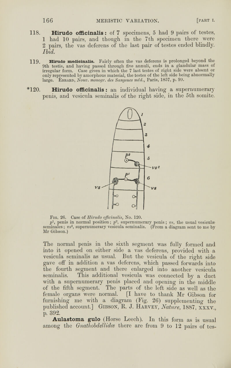 166 MERISTIC VARIATION. [part i. 118. Hirudo officinalis : of 7 specimens, 5 had 9 pairs of testes, 1 had 10 pairs, and though in the 7th specimen there were 2 pairs, the vas deferens of the last pair of testes ended blindly. Ibid. 119. Hirudo medicinalis. Fairly often the vas deferens is prolonged beyond the 9th testis, and having passed through five annuii, ends in a glandular mass of irregular form. Case given in which the 7 last testes of right side were absent or only represented by amorphous material, the testes of the left side being abnormally large. Ébbakd, Nouv. monogr. des Sangsues mêd., Paris, 1857, p. 9У. *120. Hirudo officinalis : an individual having a supernumerary penis, and vesicula seminalis of the right side, in the 5th somite. seminales ; vs^, supernumerary vesicula seminalis. (From a diagram sent to me by Mr Gibson.) The normal penis in the sixth segment was fully formed and into it opened on either side a vas deferens, provided with a vesicula seminalis as usual. But the vesicula of the right side gave off in addition a vas deferens, which passed forwards into the fourth segment and there enlarged into another vesicula seminalis. This additional vesicula was connected by a duct лvith a supernumerary penis placed and opening in the middle of the fifth segment. The parts of the left side as well as the female organs were normal. [I have to thank Mr Gibson for furnishing me with a diagram (Fig. 26) supplementing the published account.] Gibson, R. J. Harvey, Nature, 1887 xxxv p. 392. Aulastoma gulo (Horse Leech). In this form as is usual among the Gnathohdellidce there are from 9 to 12 pairs of tes-