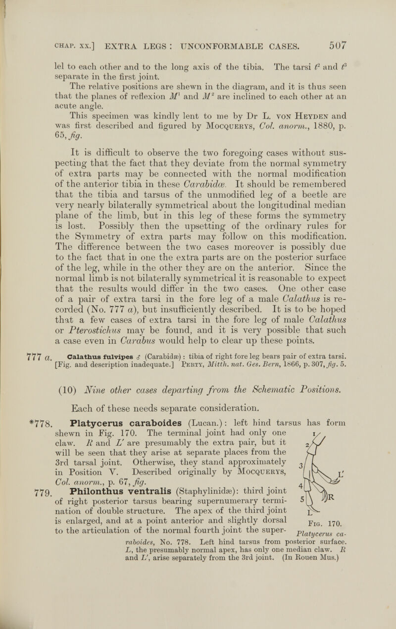 chap. xx.] EXTRA LEGS : UNCONFORMABLE CASES. 507 lei to each other and to the long axis of the tibia. The tarsi f and f separate in the first joint. The relative positions are shewn in the diagram, and it is thus seen that the planes of reflexion and are inclined to each other at an acute angle. This specimen луав kindly lent to me by Dr L. von Heyden and was first described and figured by Mocquerys, Col. anorm., 1880, p. %b,fig. It is difficult to observe the two foregoing cases without sus¬ pecting that the fact that they deviate from the normal symmetry of extra parts may be connected with the normal modification of the anterior tibia in these Garabidw. It should be remembered that the tibia and tarsus of the unmodified leg of a beetle are very nearly bilaterally symmetrical about the longitudinal median plane of the limb, but in this leg of these forms the symmetry is lost. Possibly then the upsetting of the ordinary rules for the Symmetry of extra parts may follow on this modification. The difference between the two cases moreover is possibly due to the fact that in one the extra parts are on the posterior surface of the leg, while in the other they are on the anterior. Since the normal limb is not bilaterally symmetrical it is reasonable to expect that the results would differ in the two cases. One other case of a pair of extra tai'si in the fore leg of a male Calathus is re¬ corded (No. 777 a), but insufficiently described. It is to be hoped that a few cases of extra tarsi in the fore leg of male Calathus or Fterostichus may be found, and it is very possible that such a case even in Carabiis would help to clear up these points. 777 a. Calathus fulvipes ^ (Carabidœ) : tibia of right foreleg bears pair of extra tarsi. [Fig. and description inadequate.] Fekty, Mitth. nat. Ges. Bern, 1866, p. SOT, fig. 5. (10) Nine other cases departing from the Schematic Positions. Each of these needs separate consideration, *778. Platycerus caraboides (Lucan.) : left hind tarsus has form shewn in Fig. 170. The terminal joint had only one claw. К and L' are presumably the extra pair, but it will be seen that they arise at separate places from the 3rd tarsal joint. Otherwise, they stand approximately in Position V. Described originally by Mocquerys, Col. anorm., p. 67, fig. 779, Fhilonthus ventralis (Staphylinidse) : third joint of right posterior tarsus bearing supernumerary termi¬ nation of double structure. The apex of the third joint is enlarged, and at a point anterior and slightly dorsal to the articulation of the normal fourth joint the super- raboides, No. 778. Left hind tarsus from posterior surface. L, the presumably normal apex, has only one median claw. E and L', arise separately from the 3rd joint. (In Eouen Mus.) L^ Fig. 170. Platycerus ca-